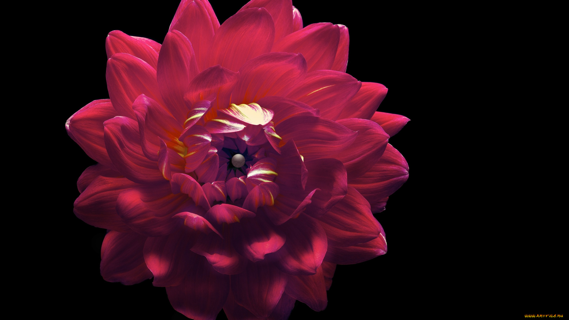 цветы, георгины, фон, цветок, черный, георгина