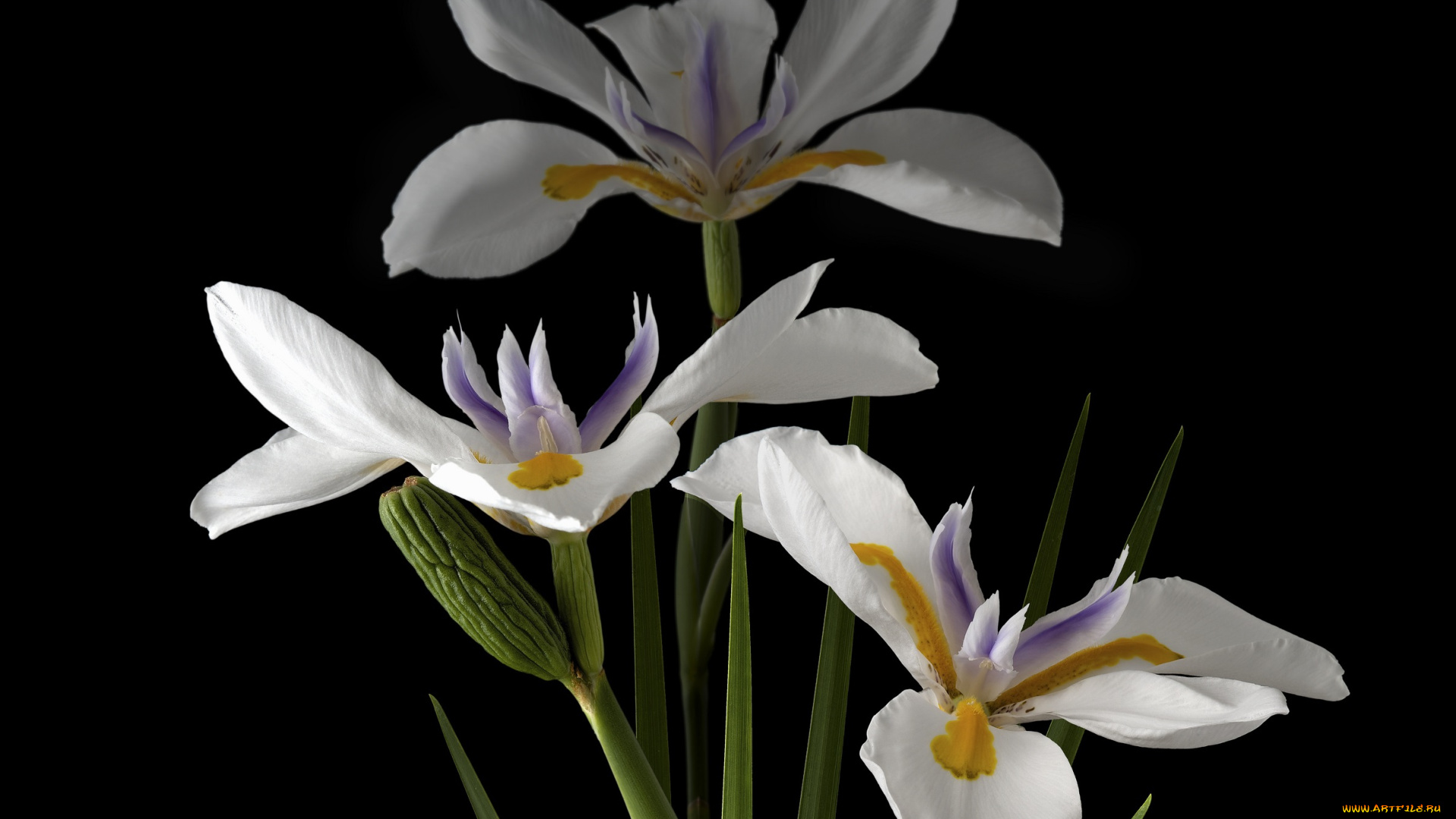 цветы, ирисы, фон, черный