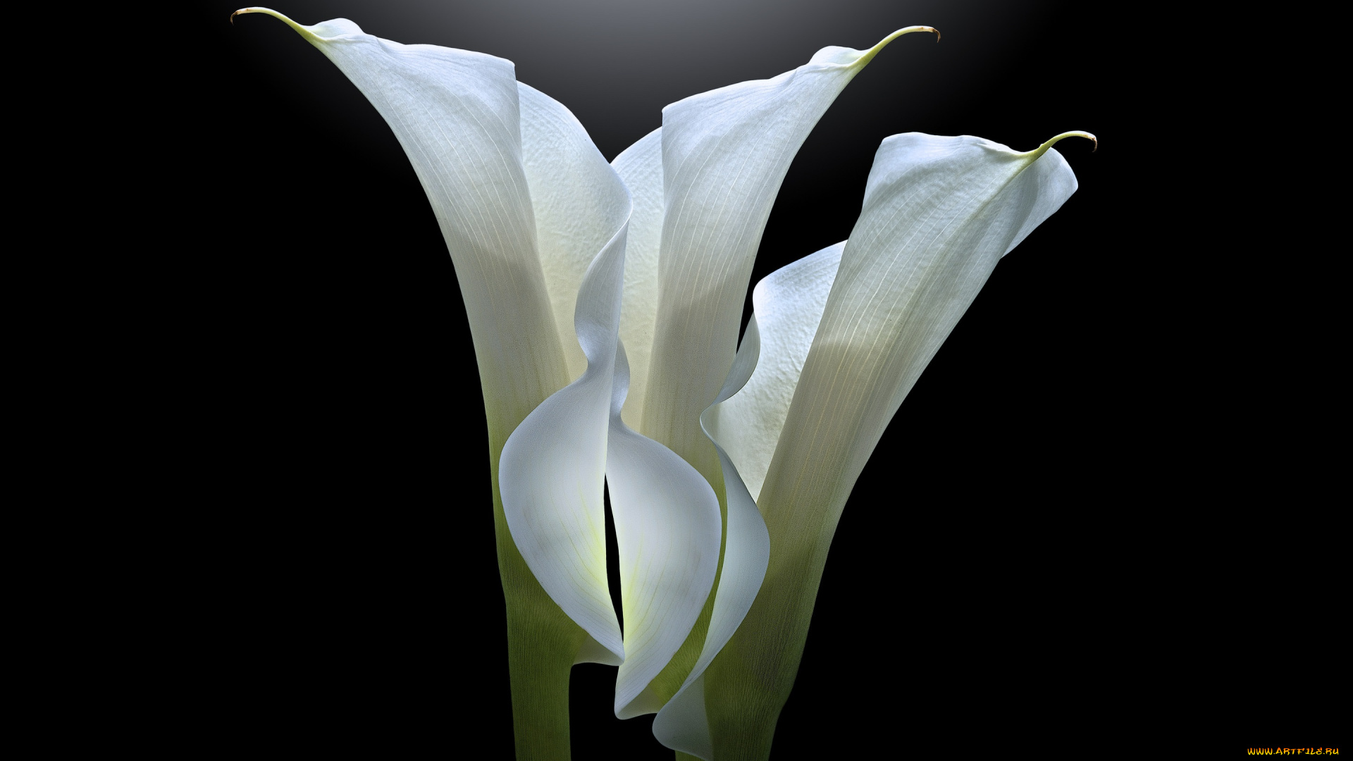 цветы, каллы, черный, фон