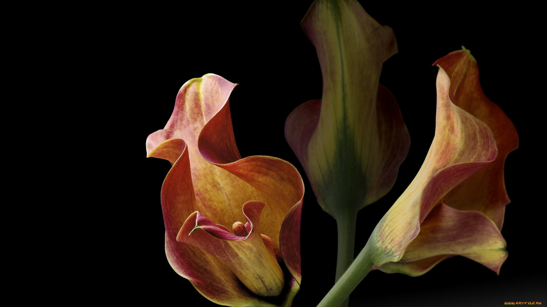 цветы, каллы, фон, черный