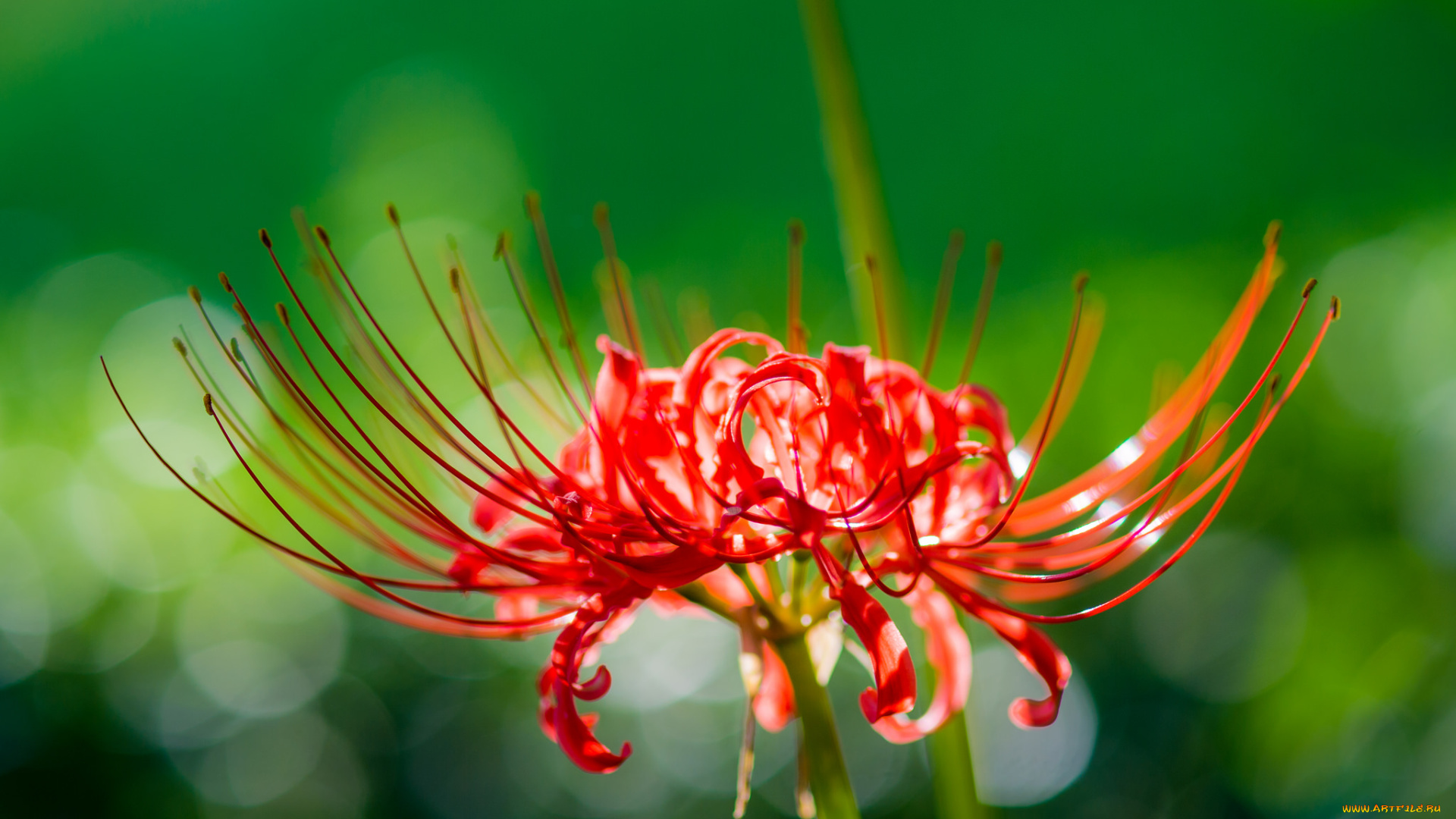 цветы, лилии, , лилейники