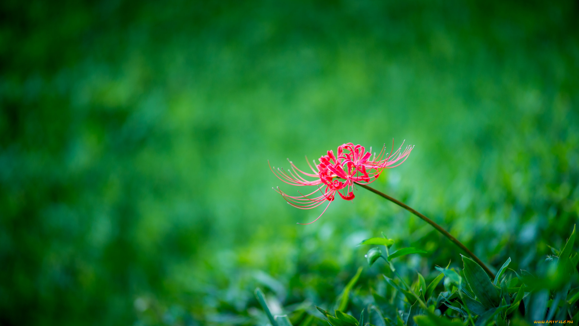 цветы, лилии, , лилейники, луг, трава, минимализм, лилия