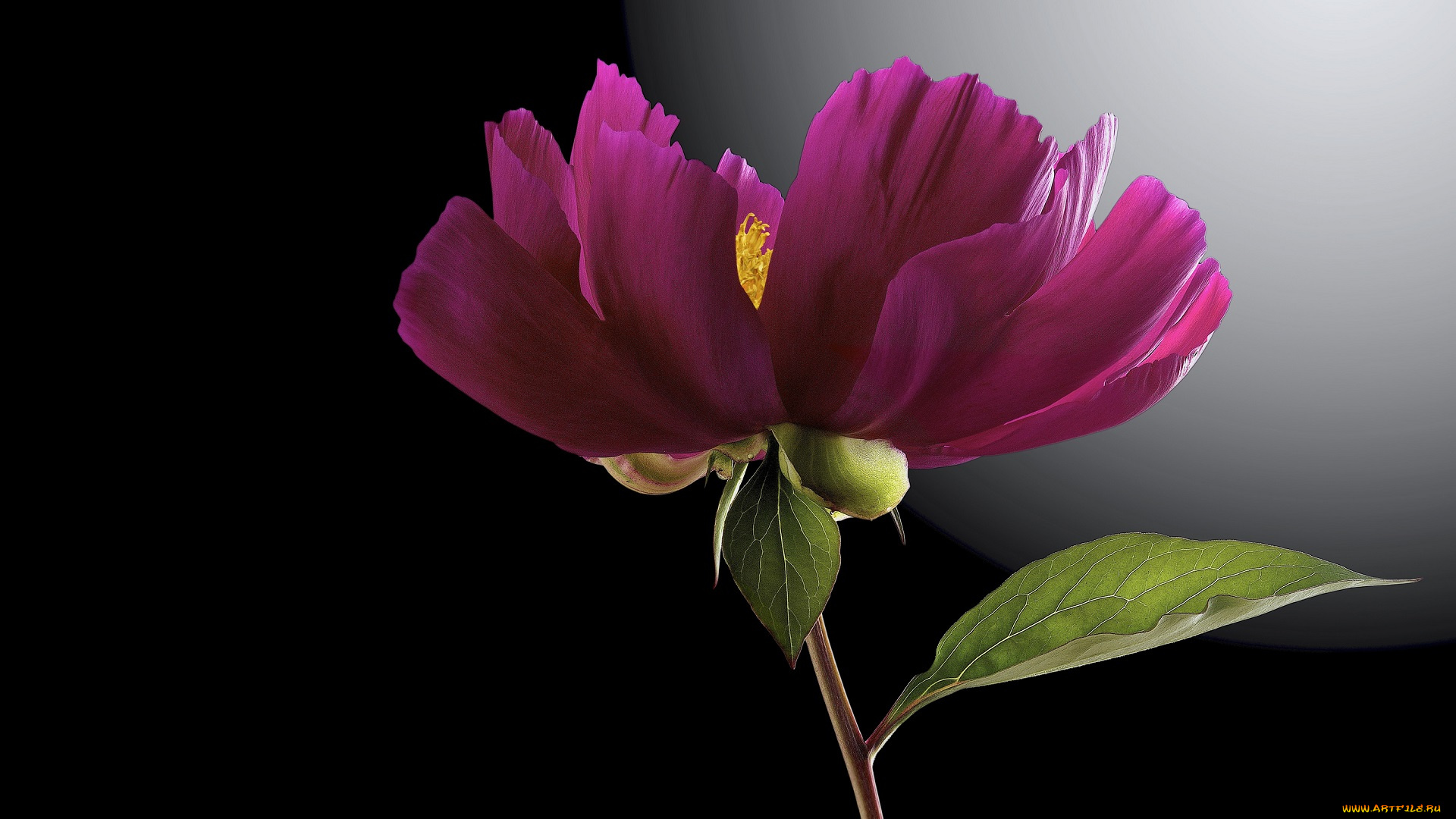 цветы, пионы, черный, пион, цветок, фон