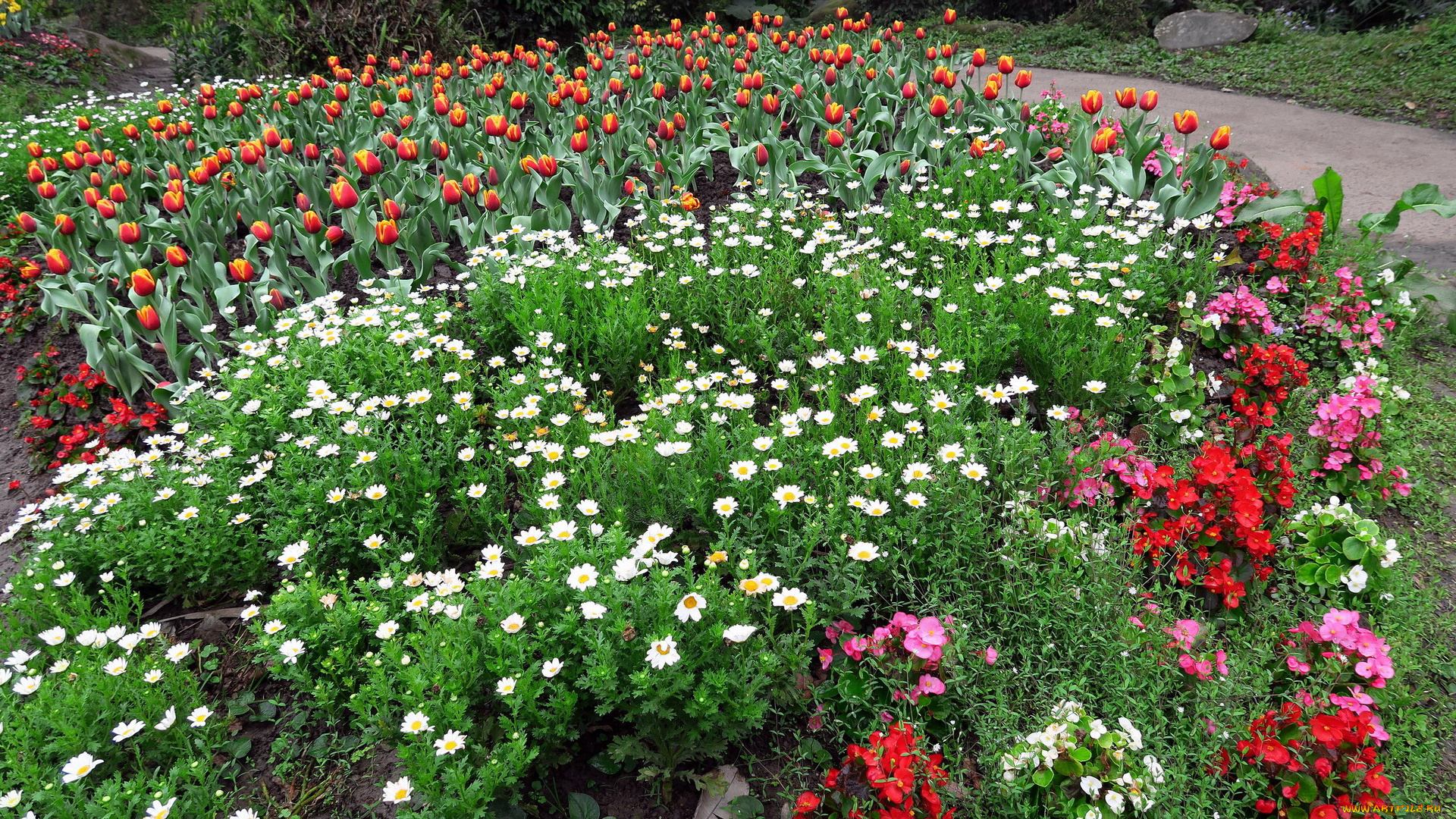 цветы, разные, вместе, ромашки, тюльпаны, клумба, бегония