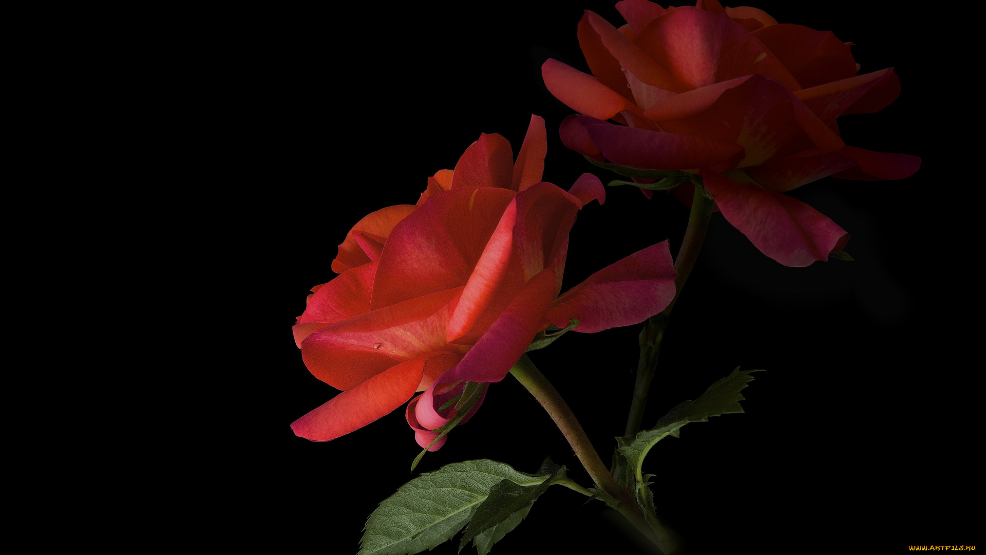 цветы, розы, фон, черный