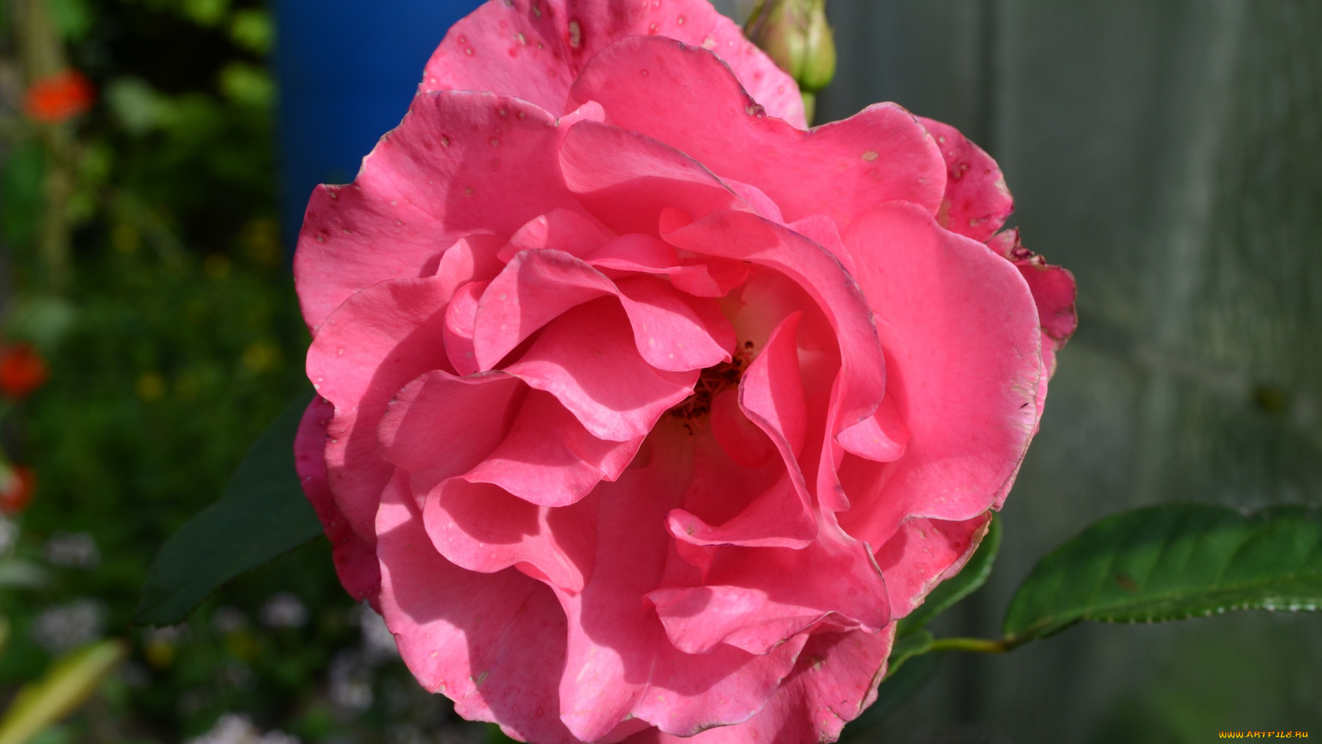 цветы, розы, розовый, макро