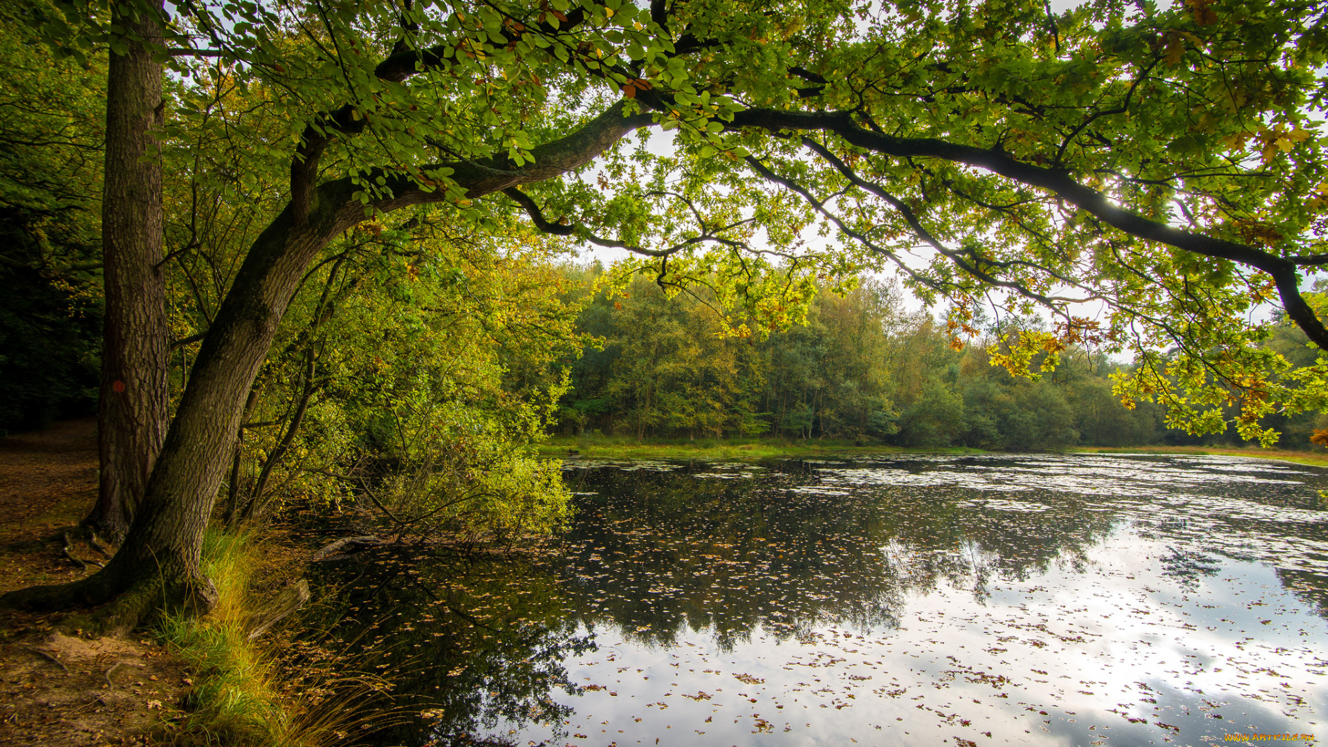 природа, реки, озера, лес, река