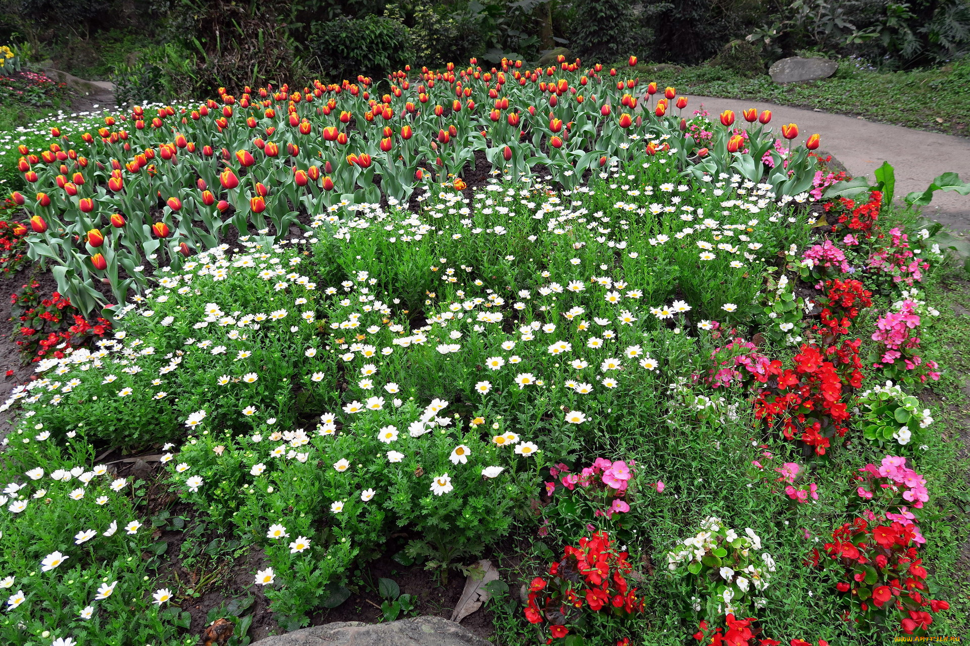 цветы, разные, вместе, ромашки, тюльпаны, клумба, бегония