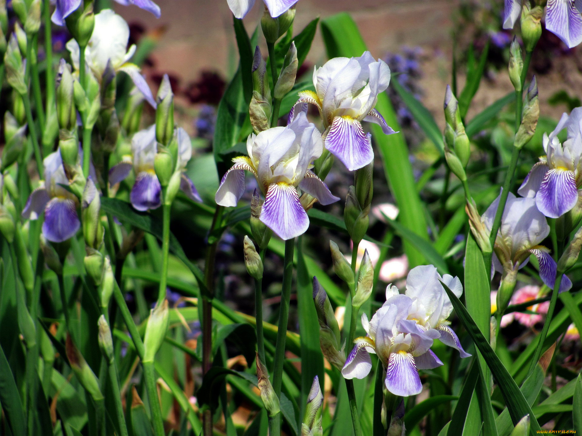 цветы, ирисы, касатики