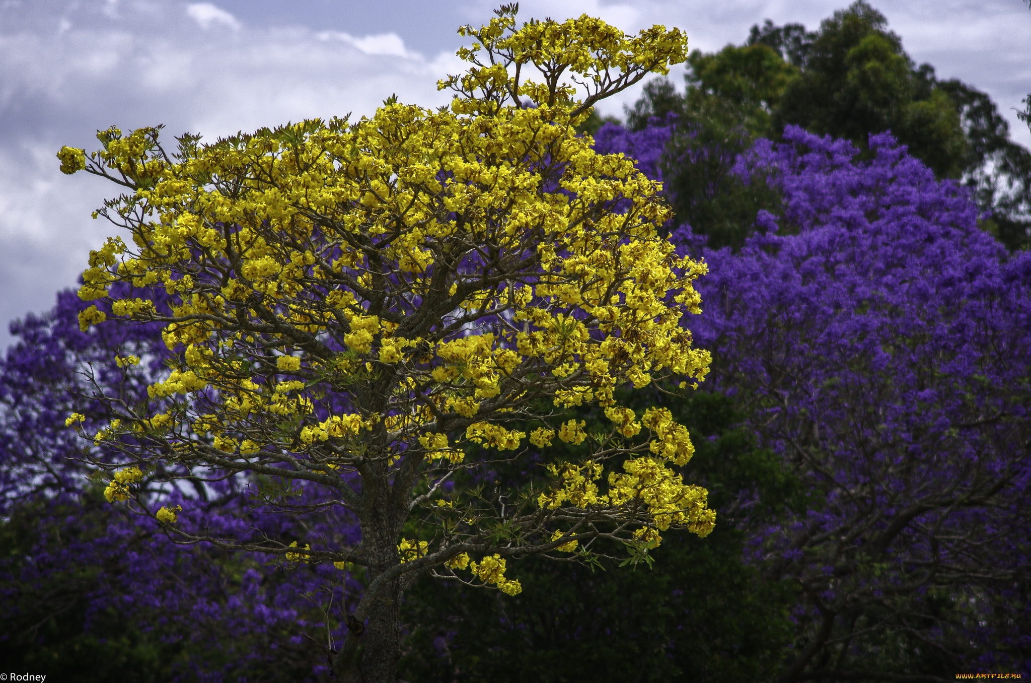 цветы, цветущие, деревья, , , кустарники, деревья