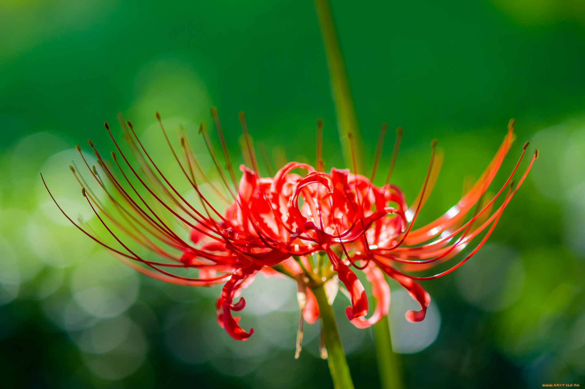 цветы, лилии, , лилейники