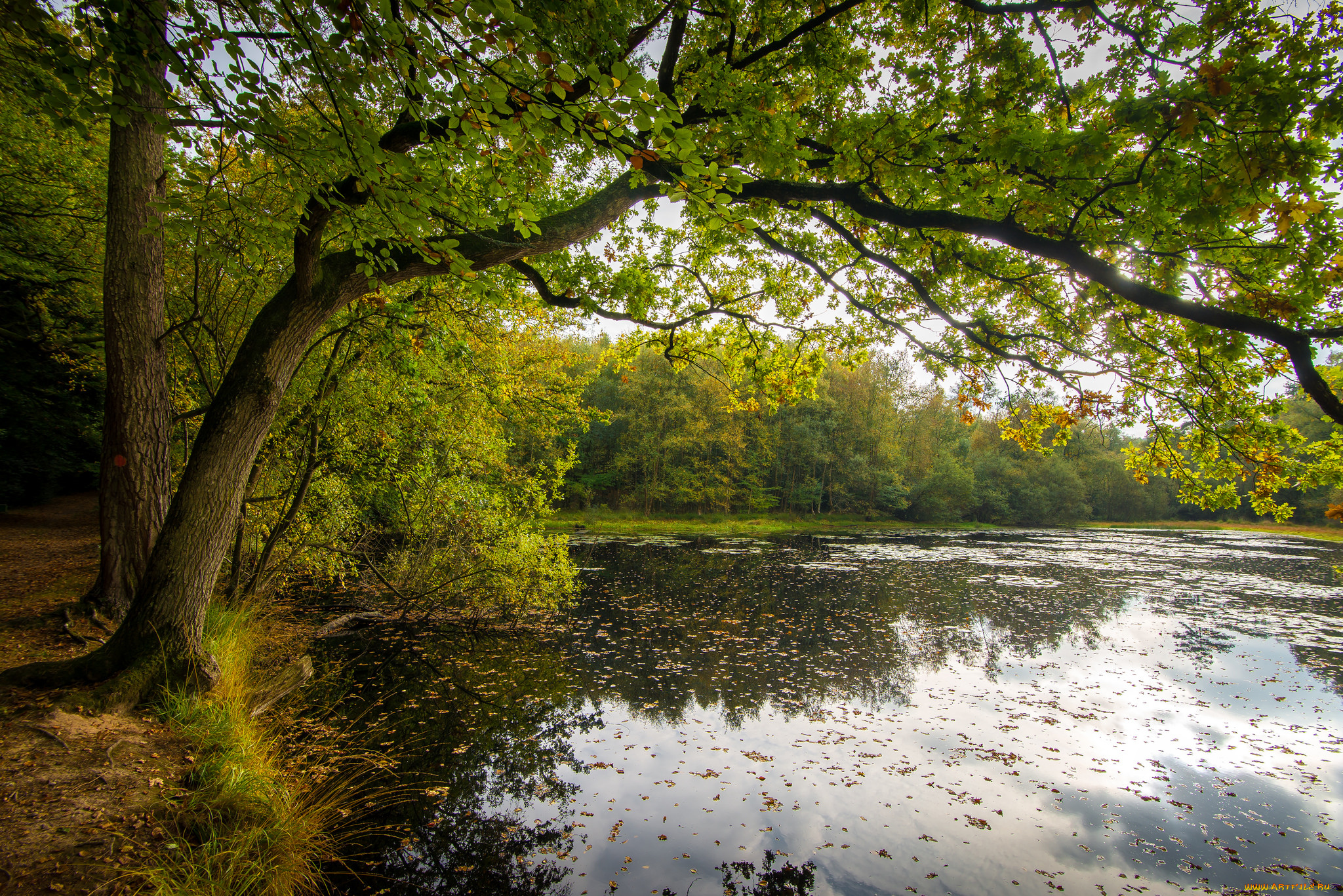 природа, реки, озера, лес, река