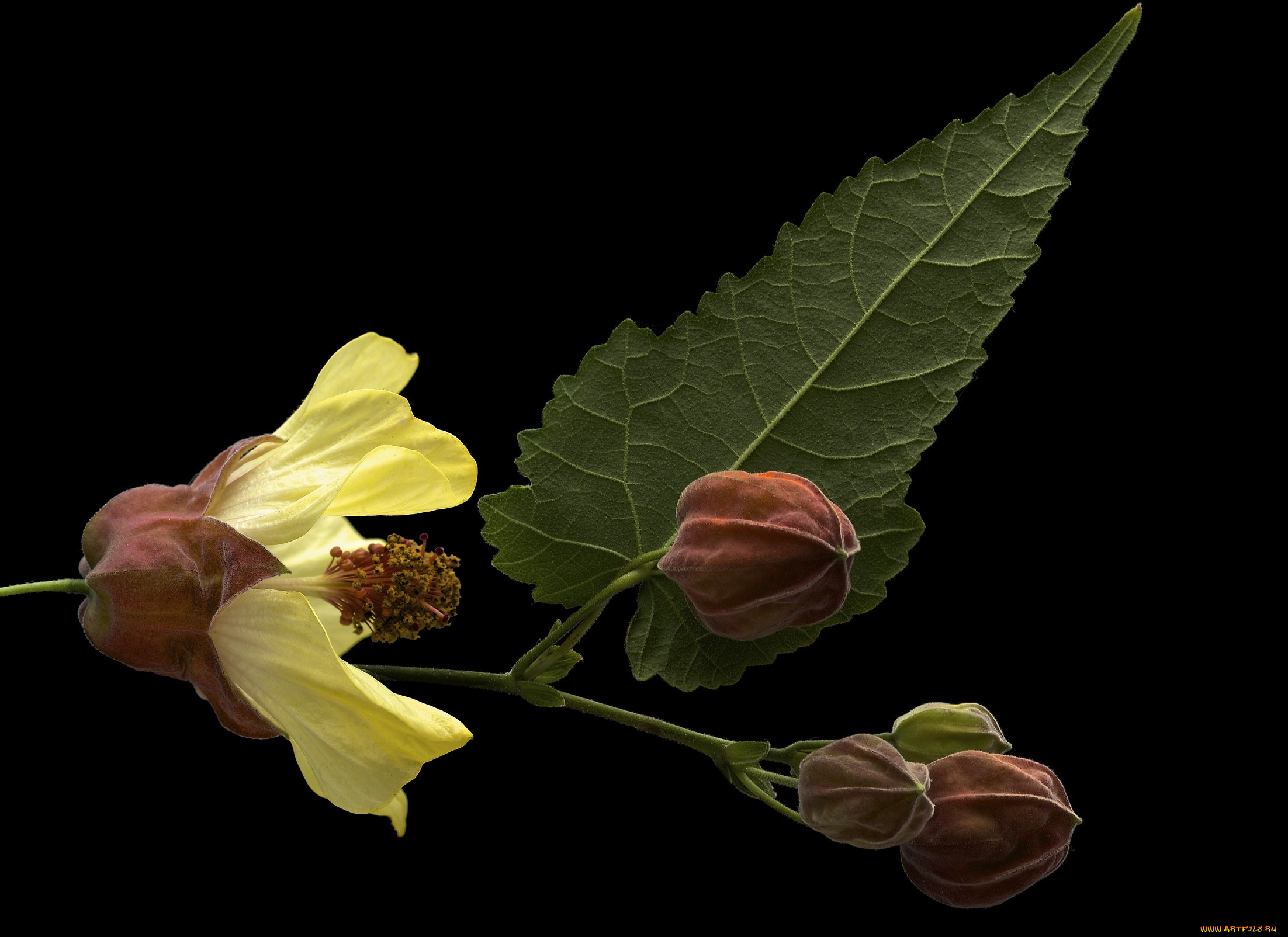 цветы, мальвы, фон, чёрный, лист, бутон, цветок