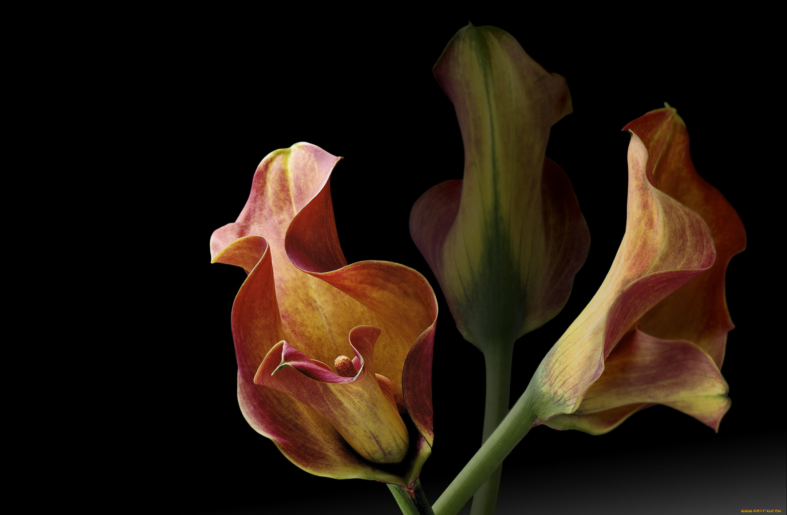 цветы, каллы, фон, черный