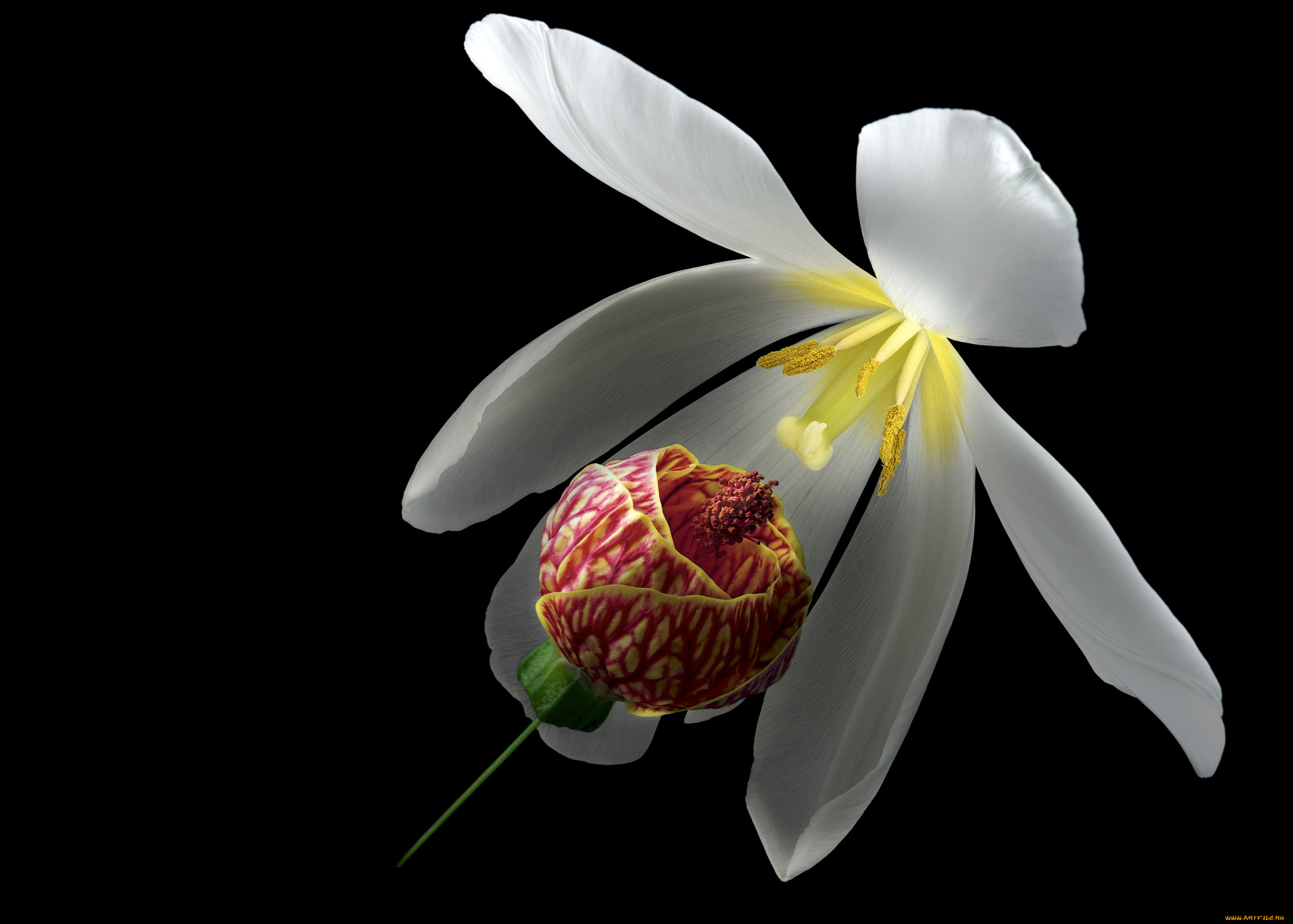 цветы, разные, вместе, разные