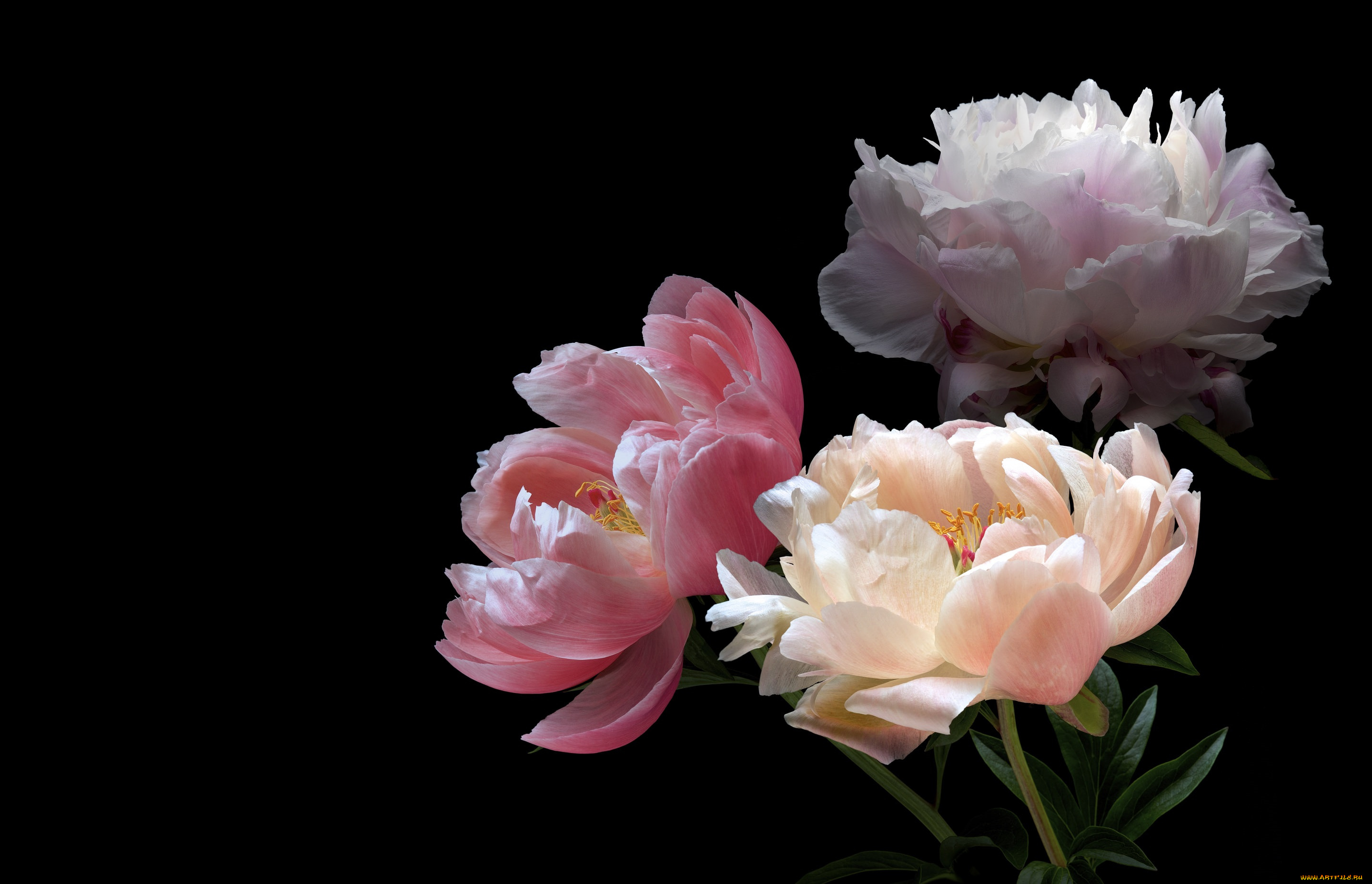 цветы, пионы, черный, пион, цветок, фон