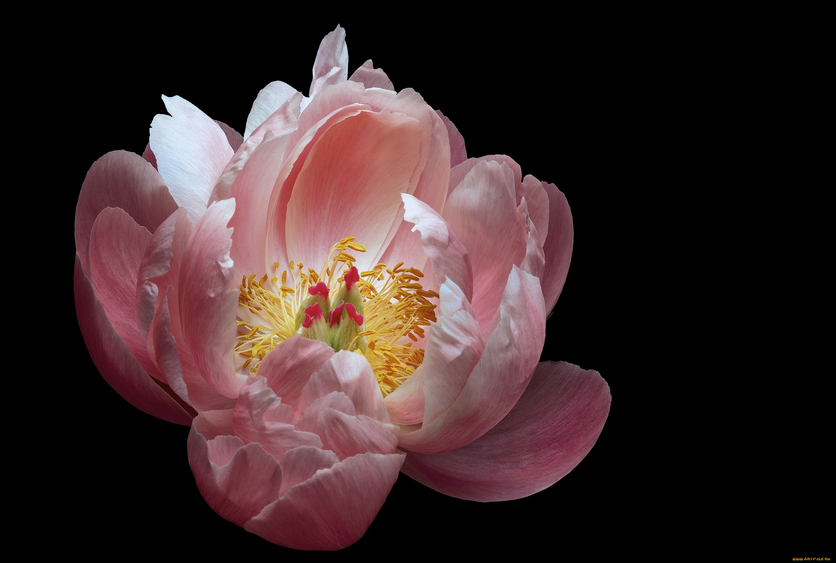 цветы, пионы, черный, цветок, пион, фон