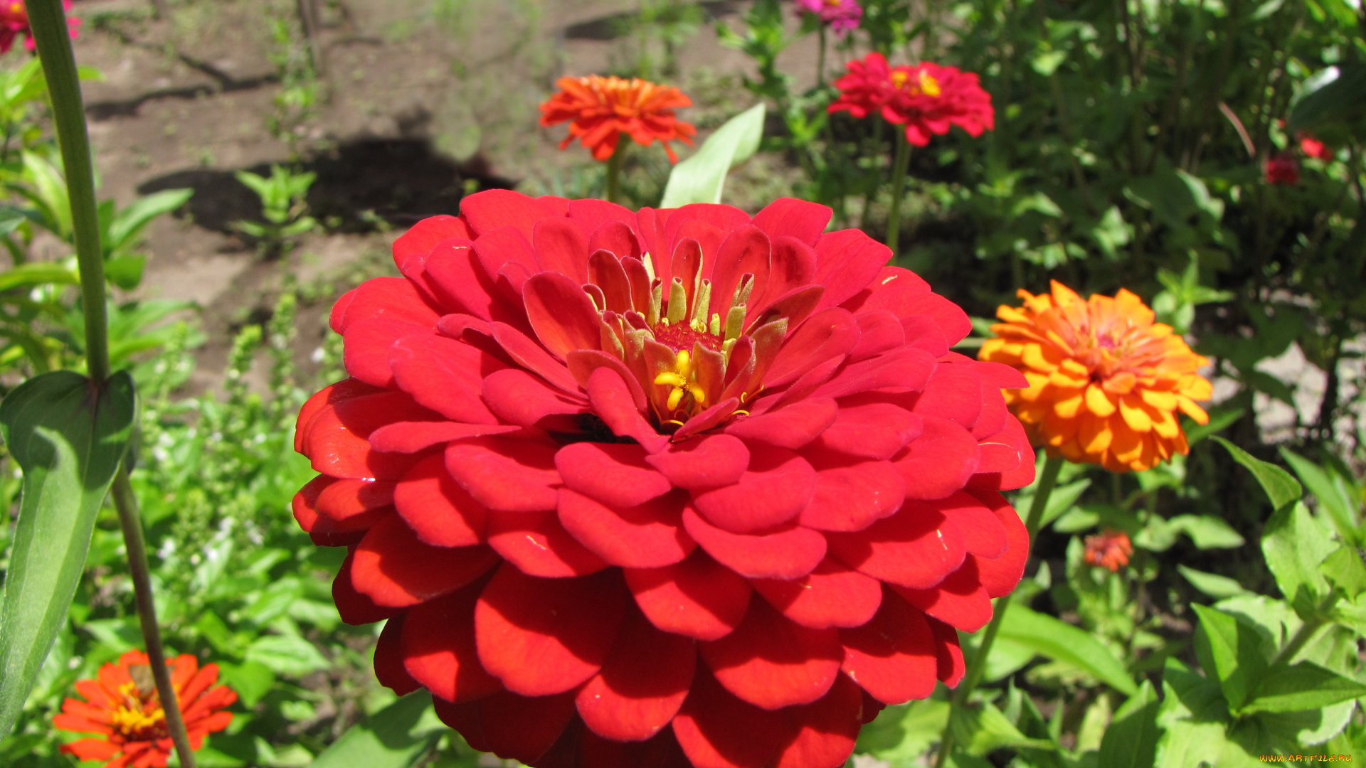 цинния, цветы