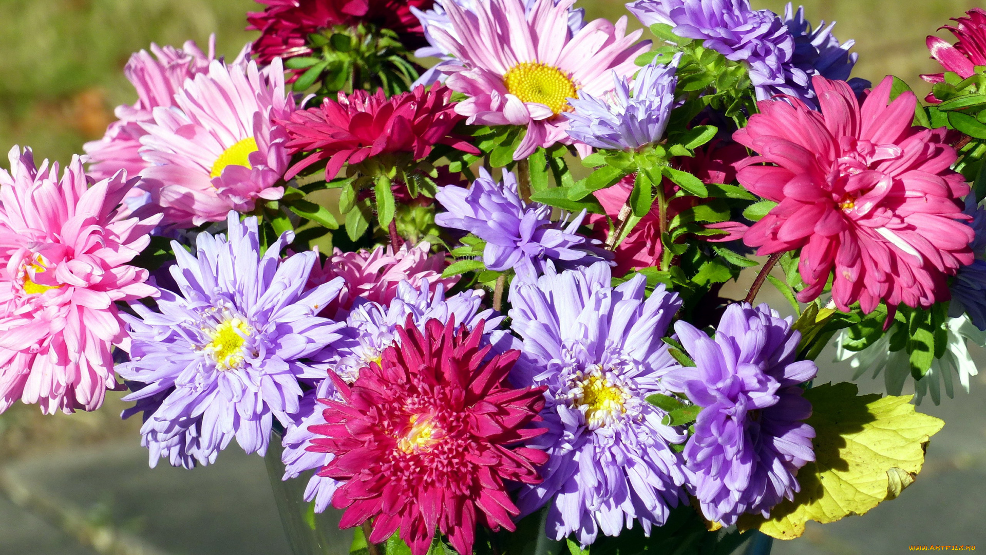 цветы, астры, букет