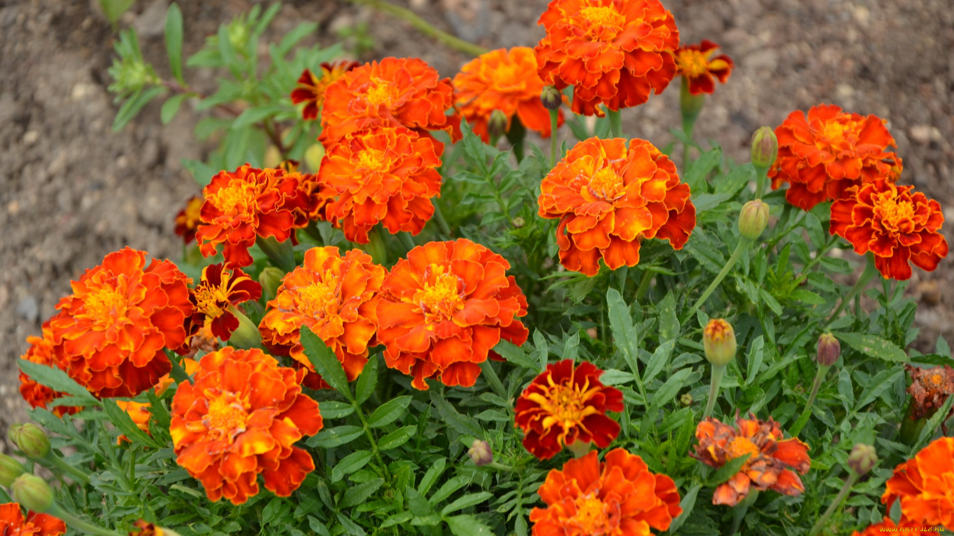 цветы, бархатцы, оранжевый, тагетес