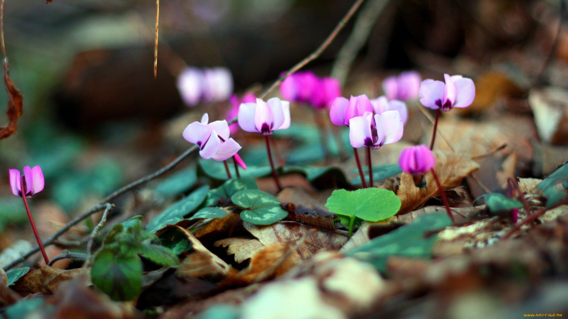 цветы, цикламены, лесной