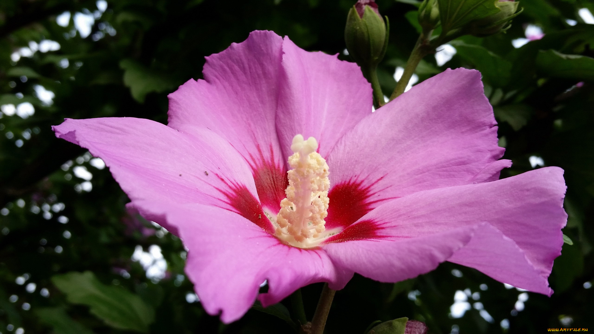 цветы, гибискусы, макро