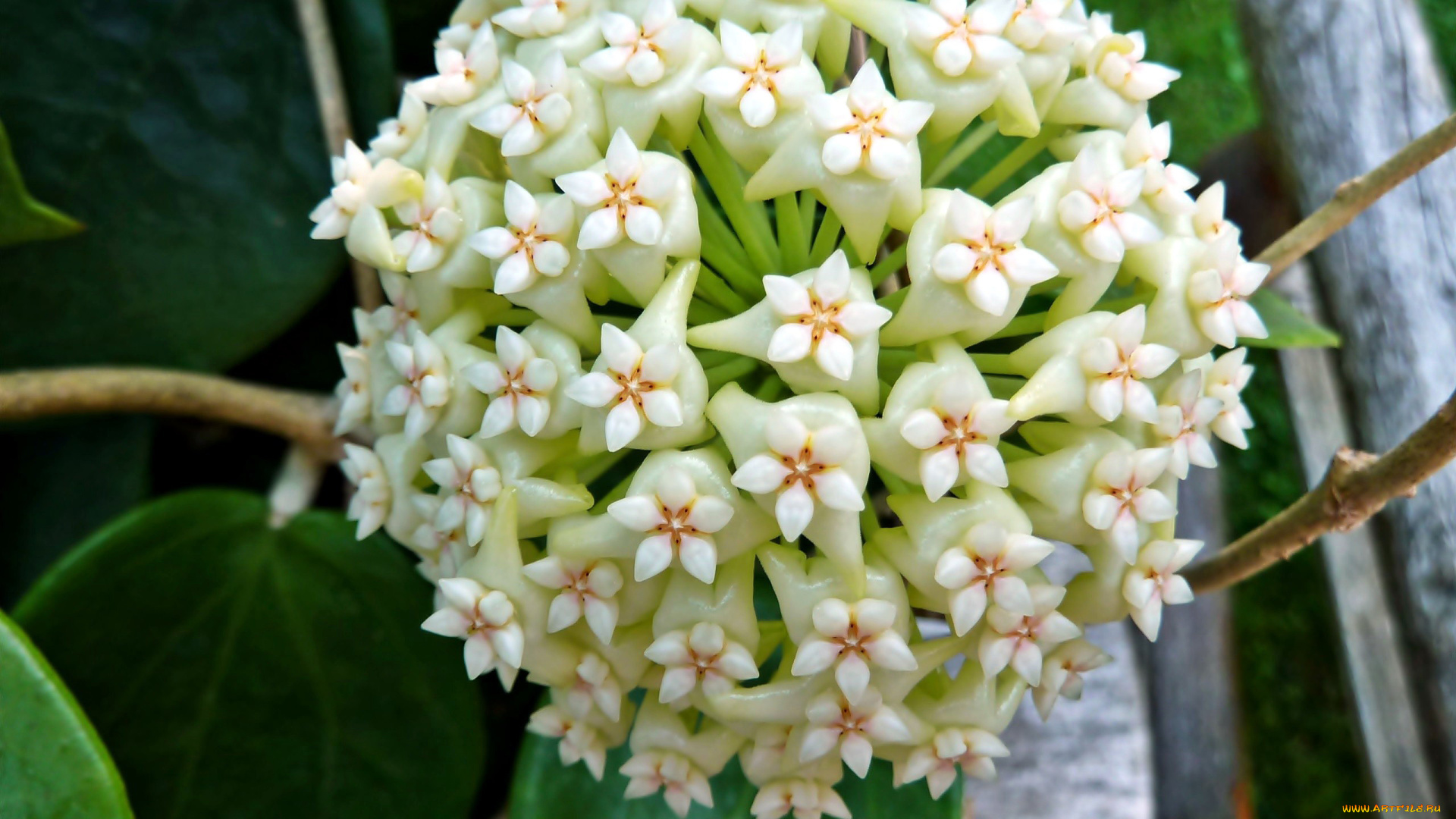 цветы, хойя, экзотика