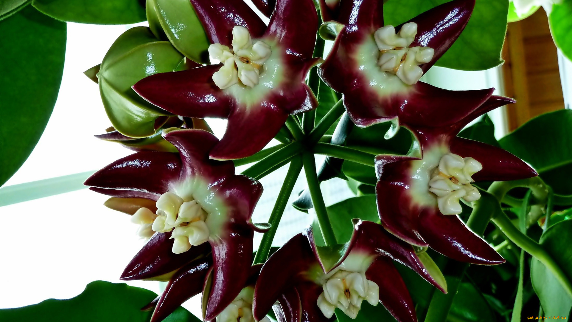 цветы, хойя, экзотика