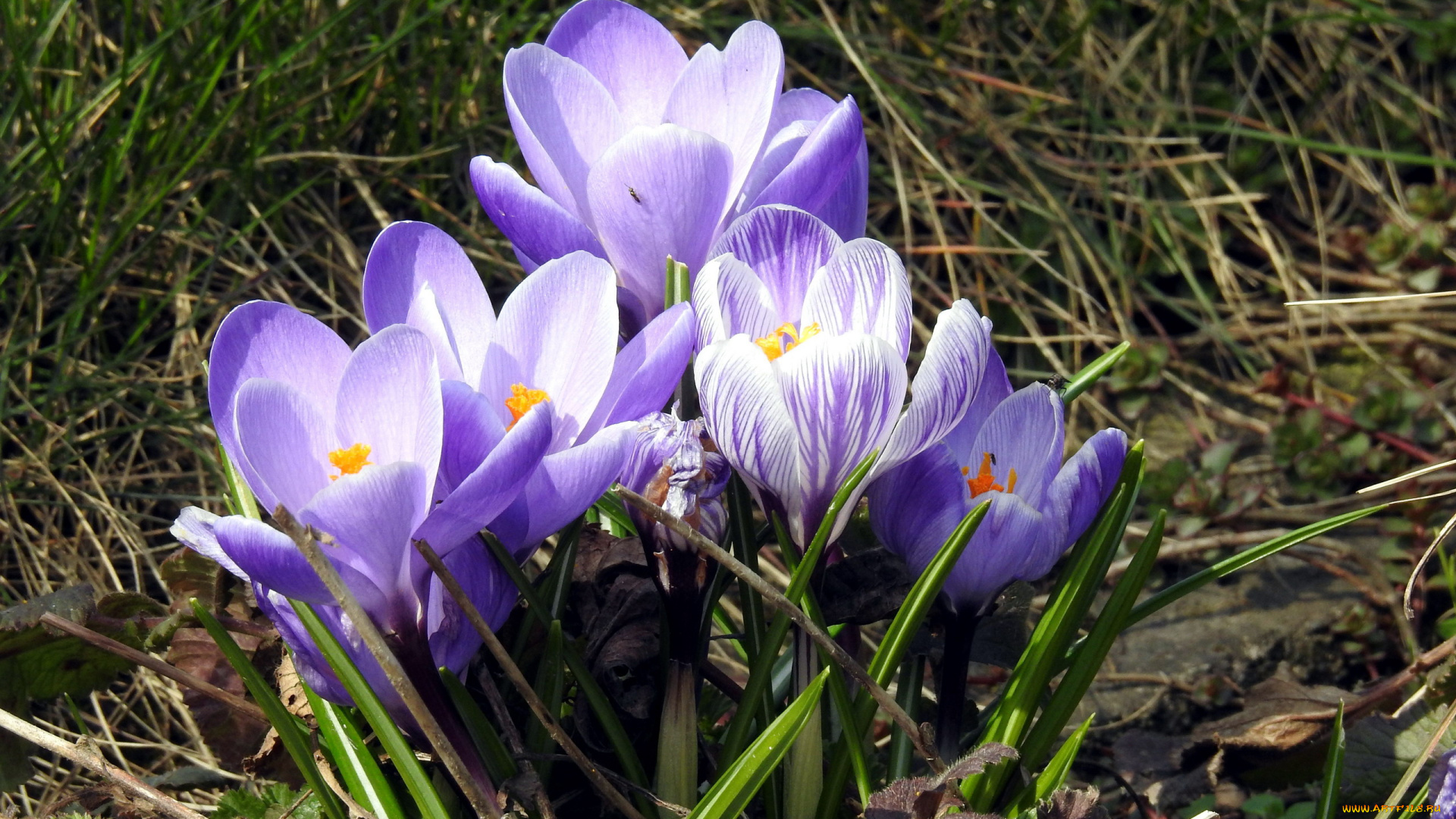 цветы, крокусы, первоцветы