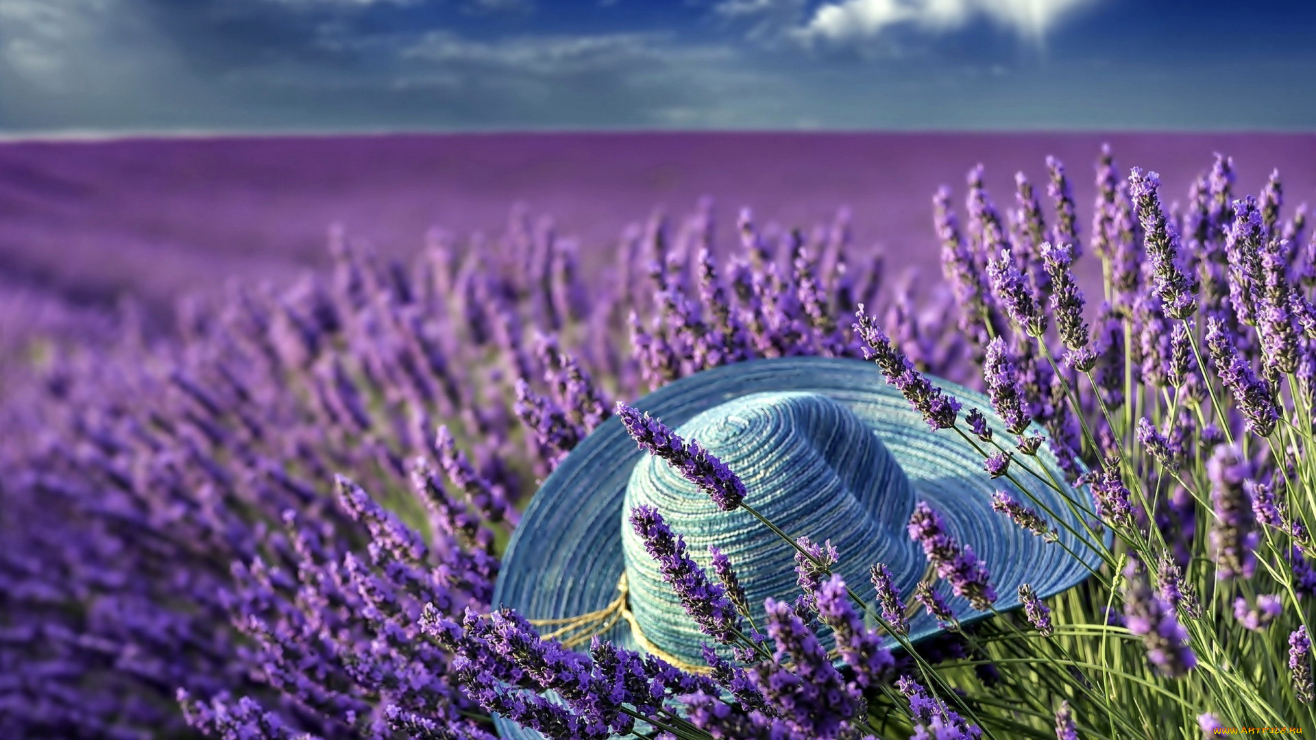 цветы, лаванда, поле, шляпа, лиловый