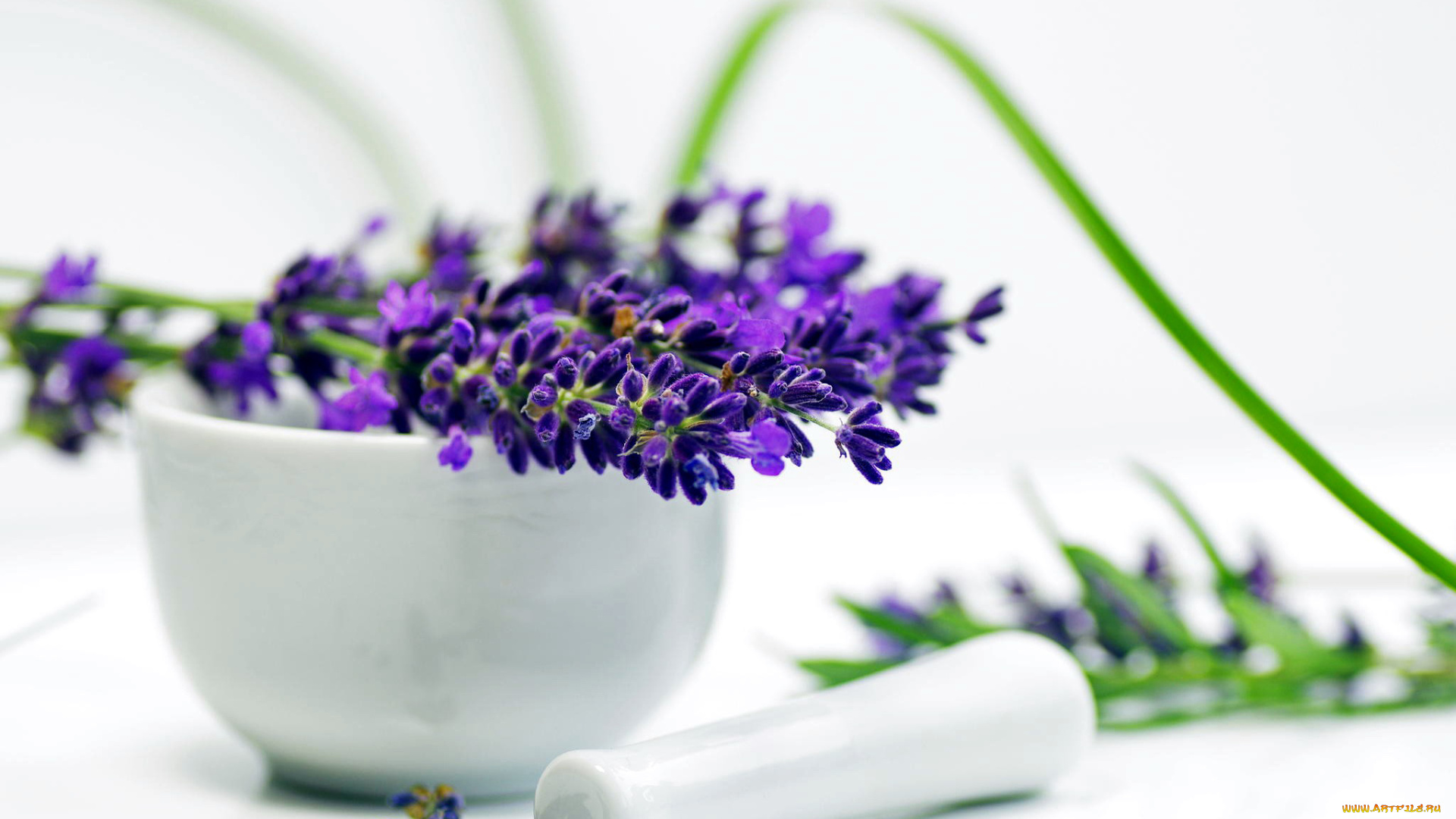 цветы, лаванда, синий