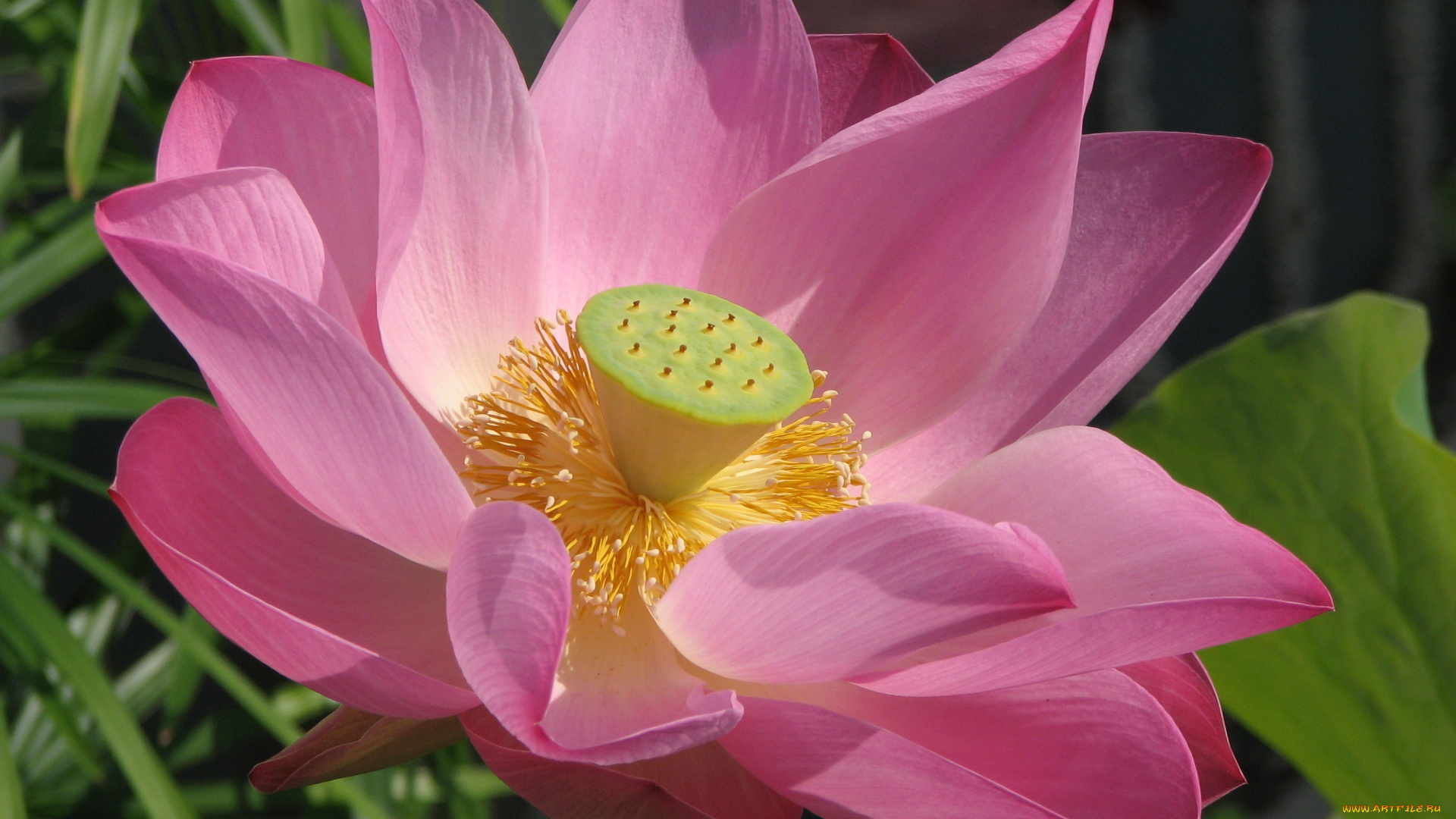 цветы, лотосы, фон, лепестки