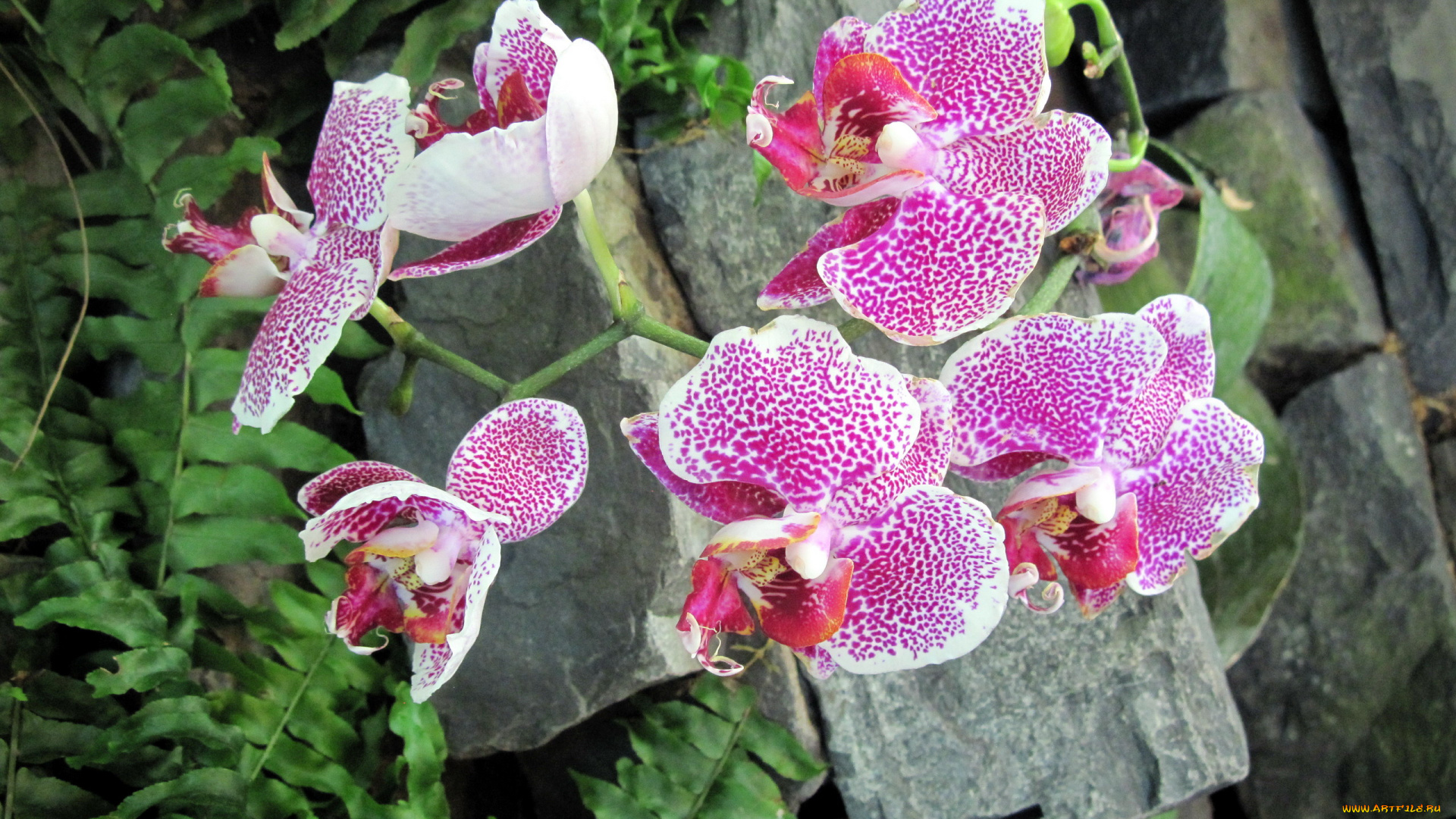 цветы, орхидеи, крапинки