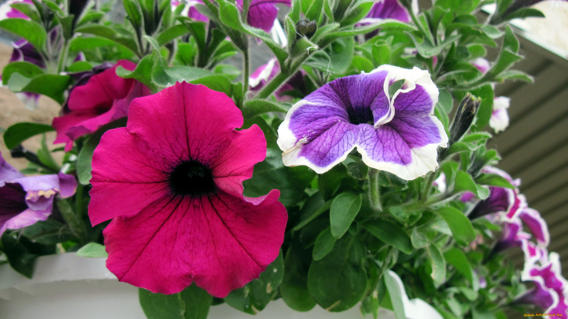 цветы, петунии, , калибрахоа, розовый, лиловый