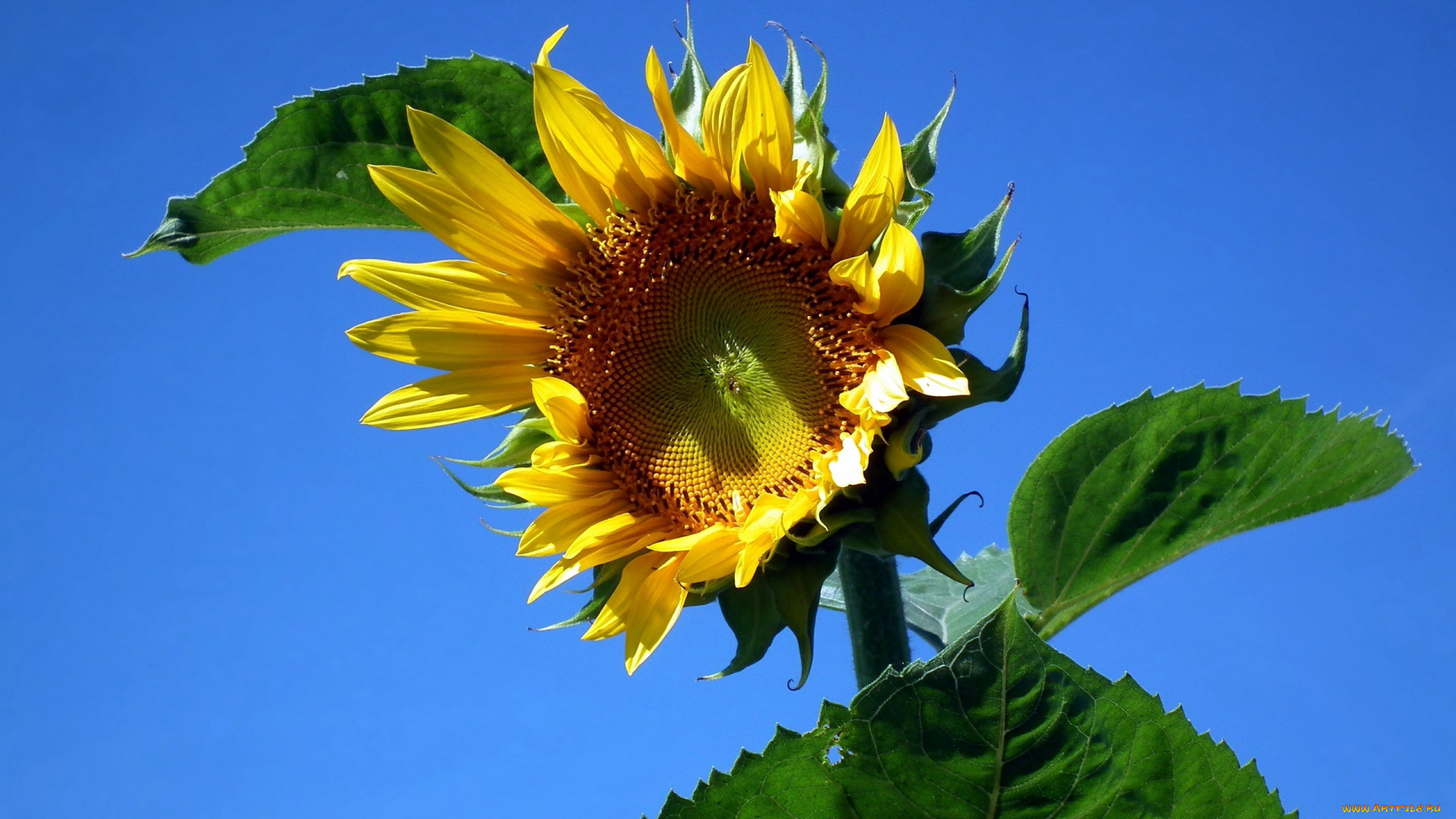 цветы, подсолнухи, макро