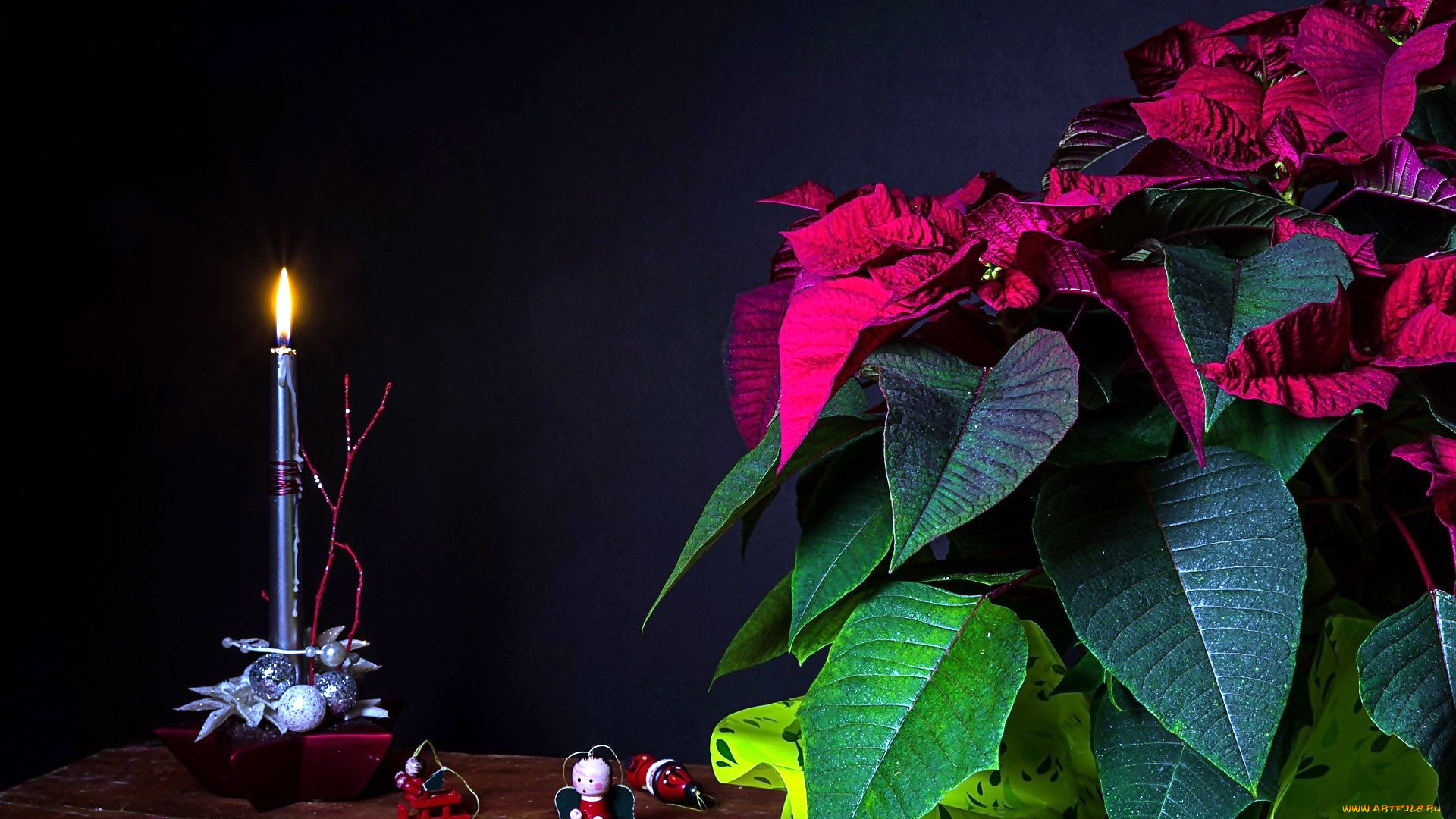 цветы, пуансеттия, звезда, рождественская