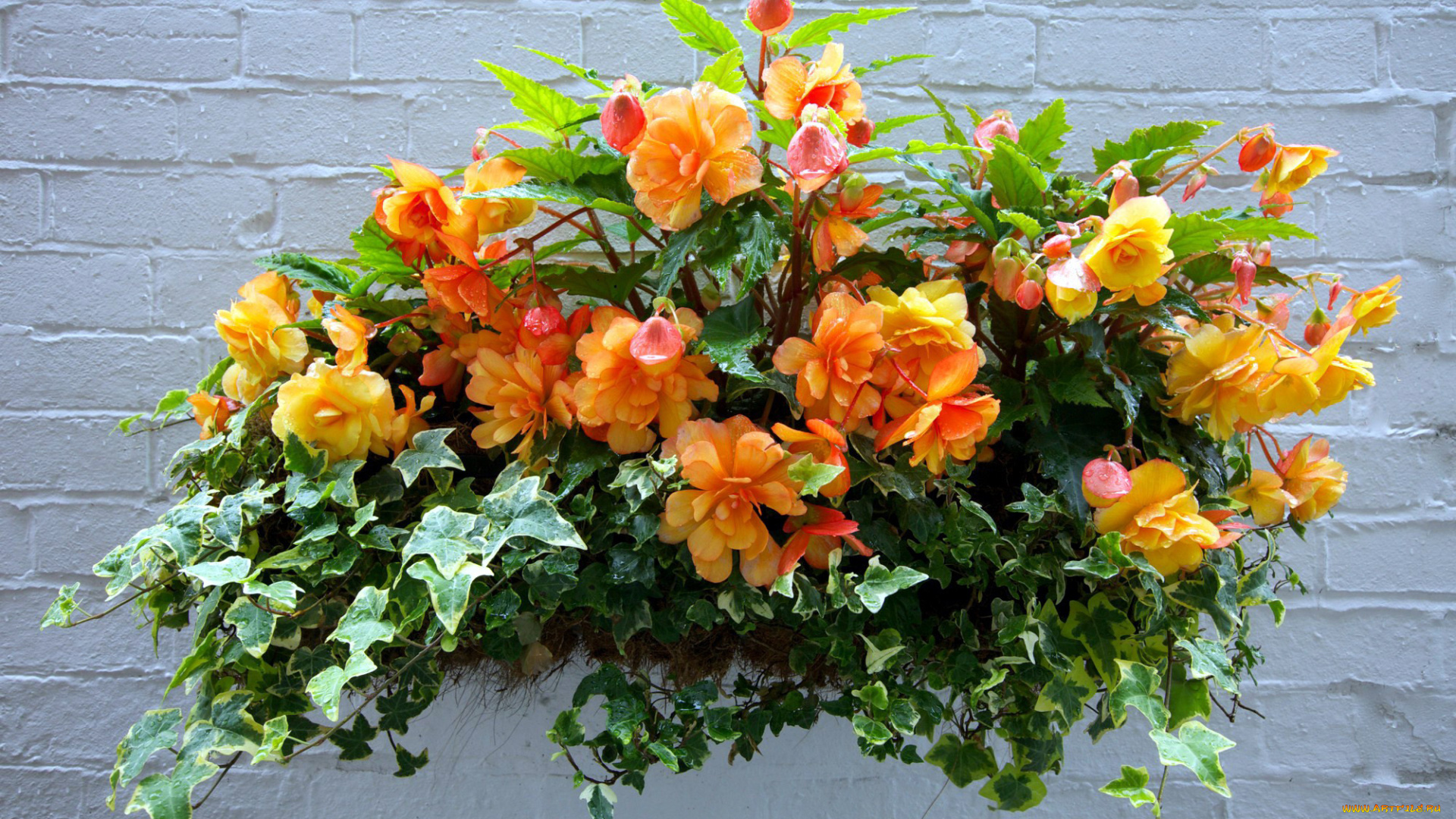 цветы, разные, вместе, бегония, папоротник