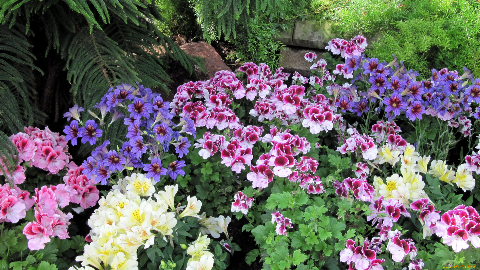 цветы, разные, вместе, герань, сальпиглоссис, альстромерия