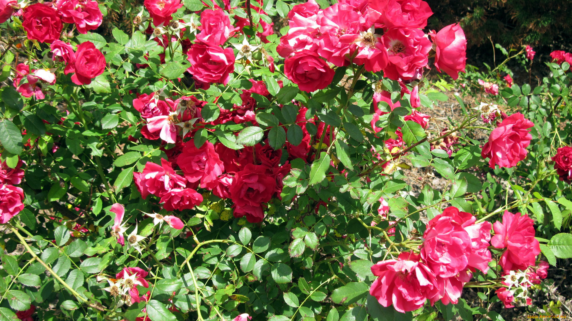 цветы, розы, куст
