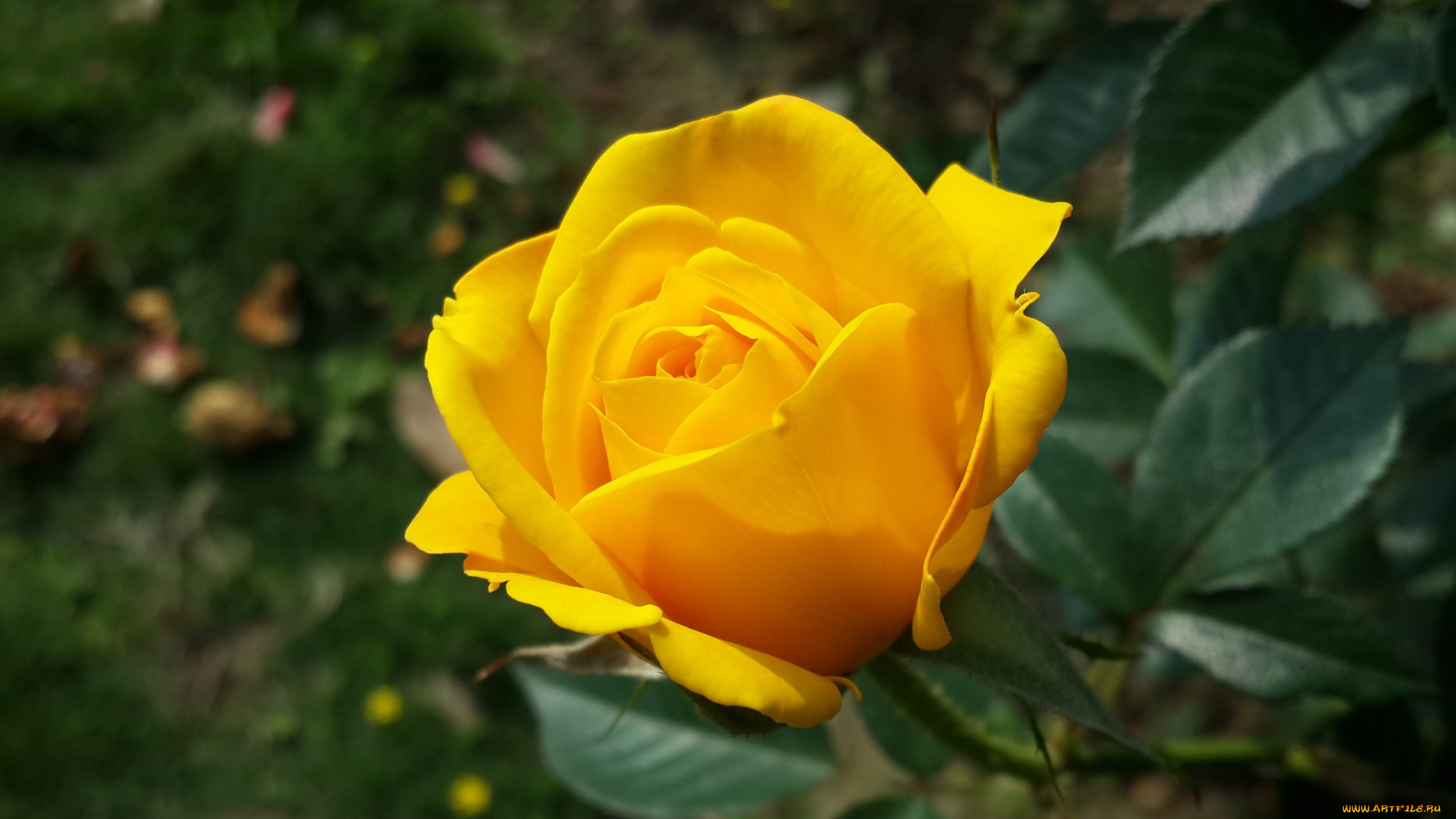 цветы, розы, желтый