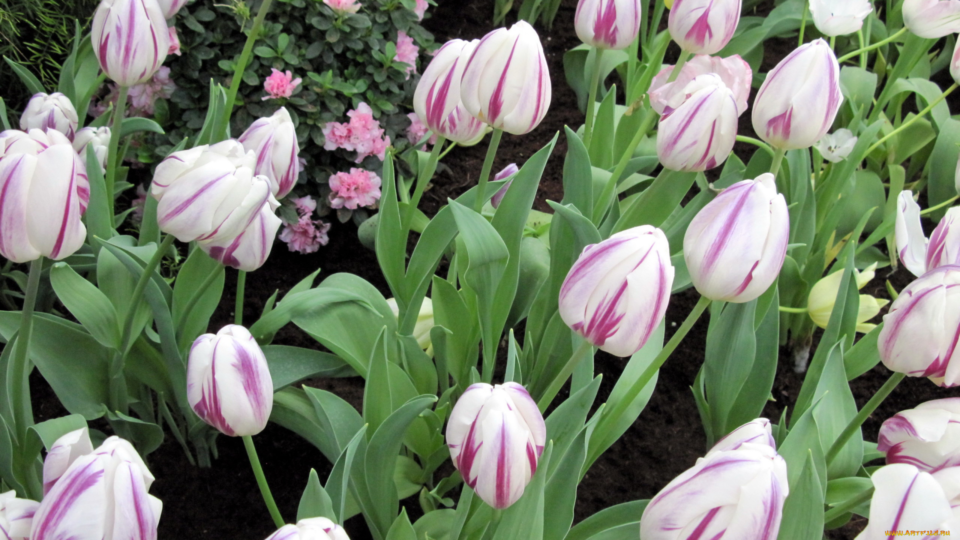 цветы, тюльпаны, бутоны