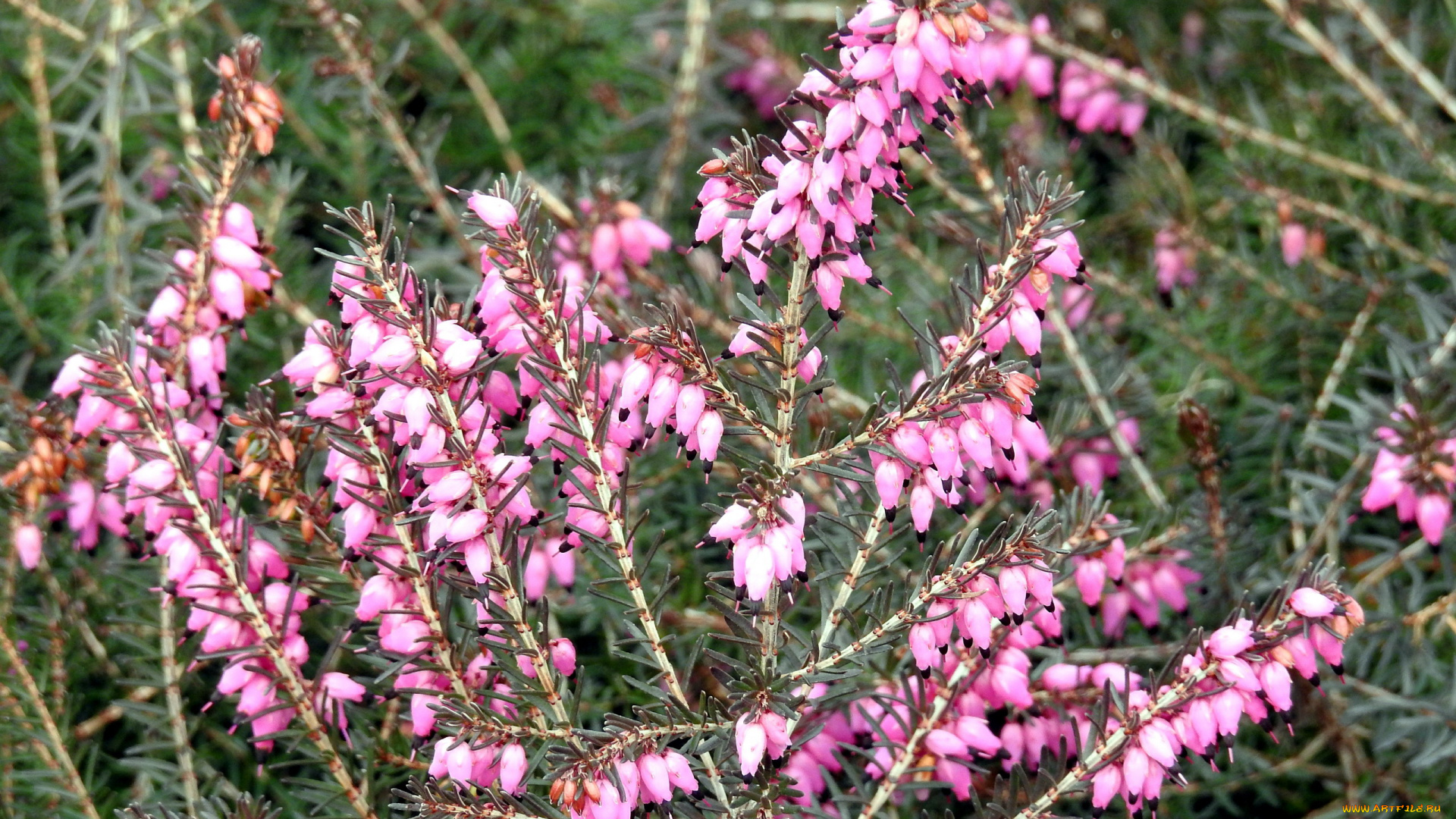 цветы, вереск, , эрики, розовый