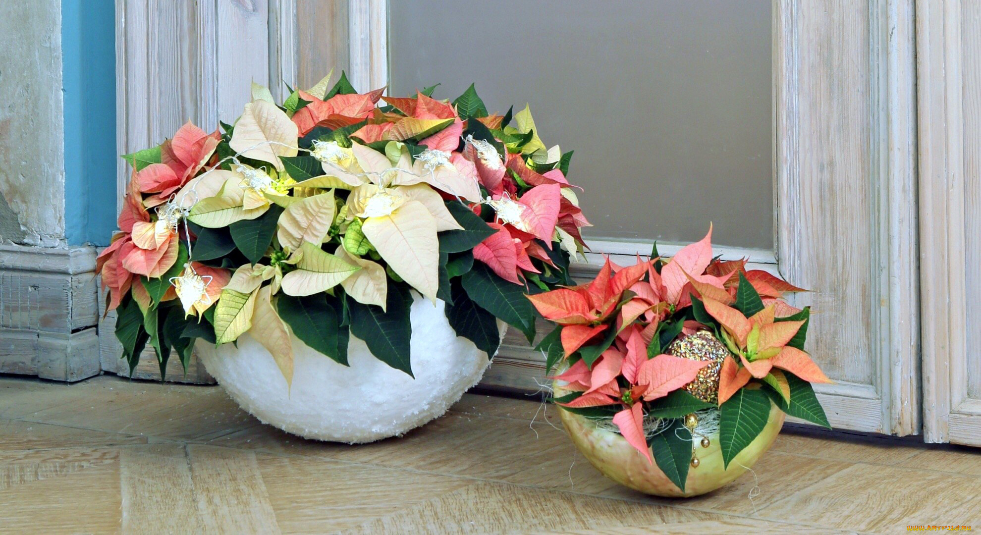 цветы, пуансеттия, звезда, рождественская