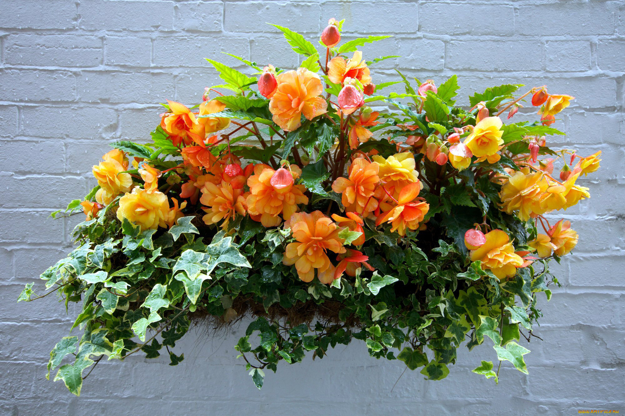 цветы, разные, вместе, бегония, папоротник