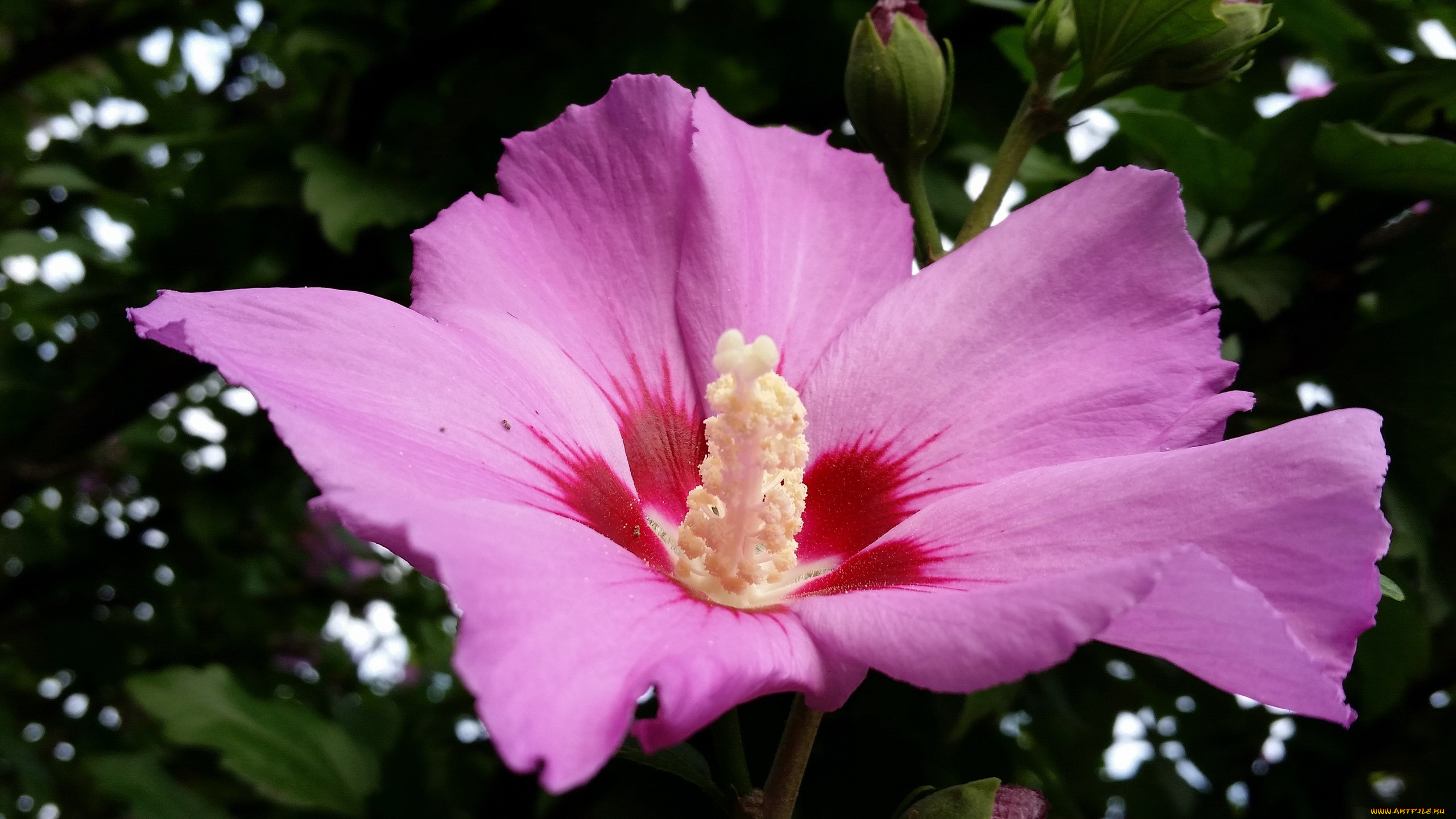 цветы, гибискусы, макро