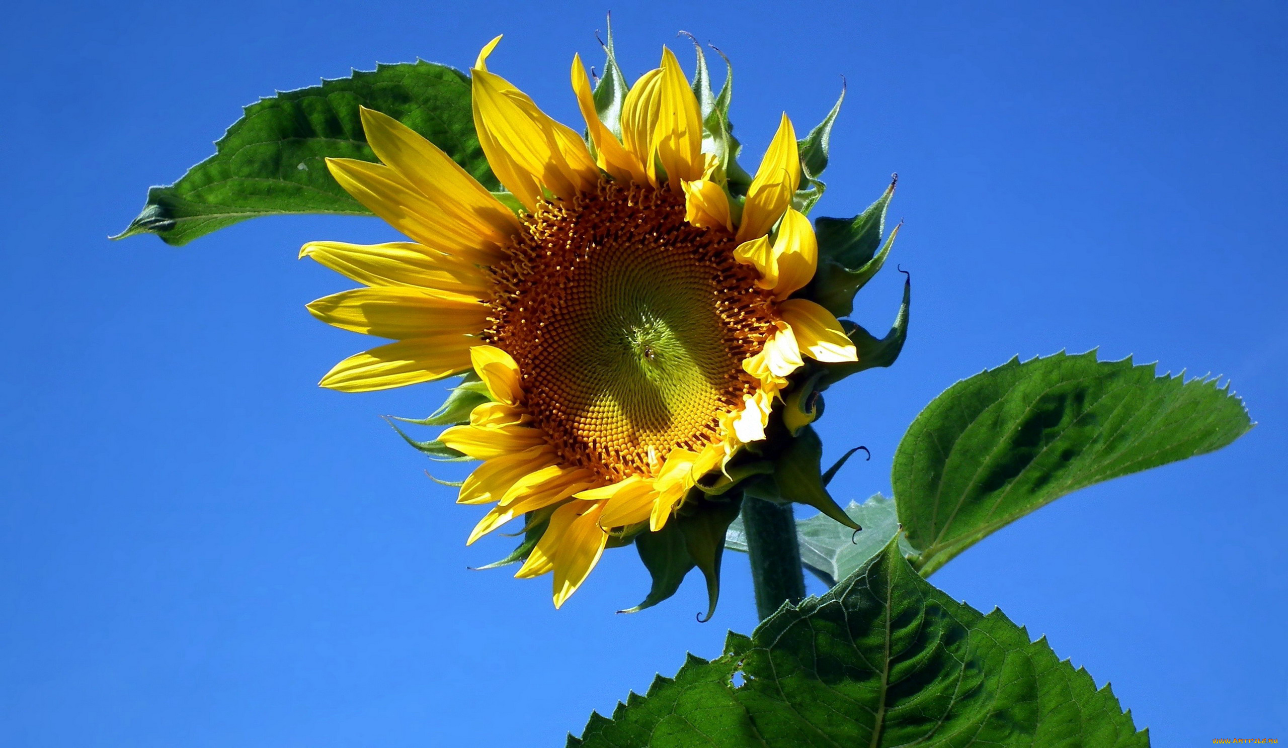 цветы, подсолнухи, макро