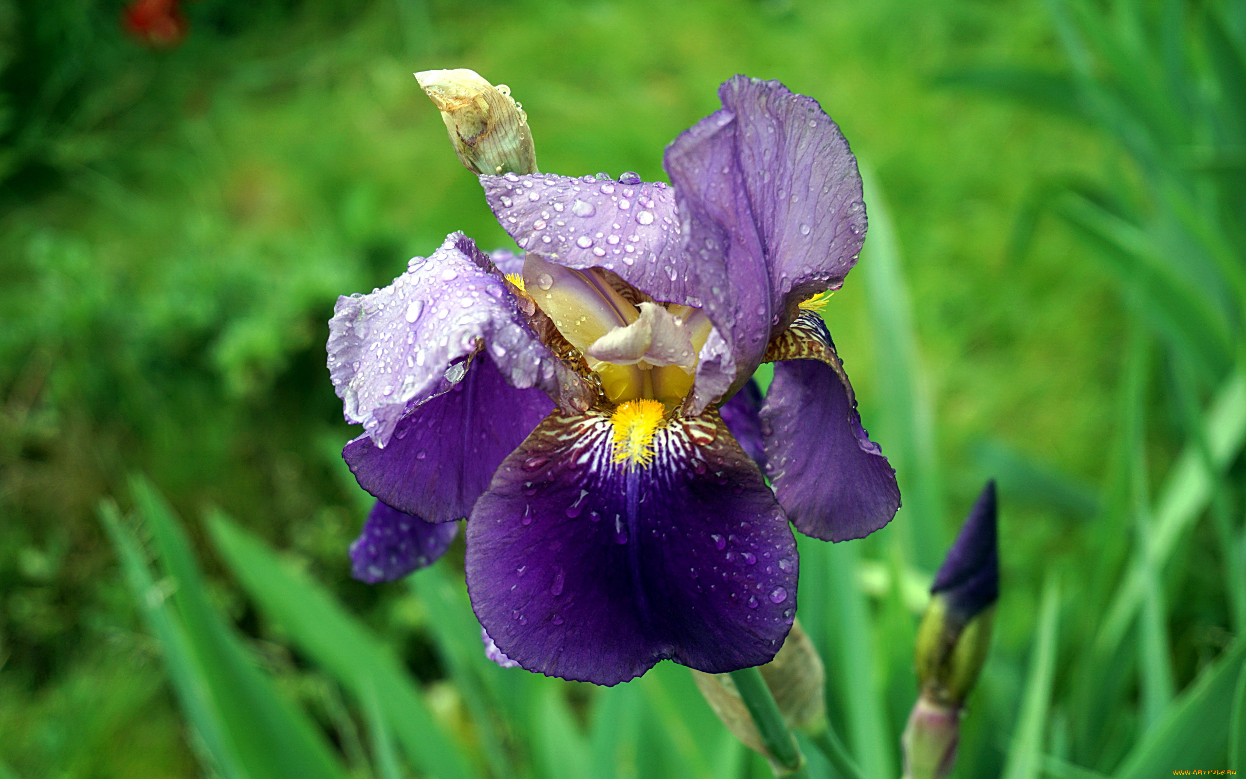 цветы, ирисы, макро, капли