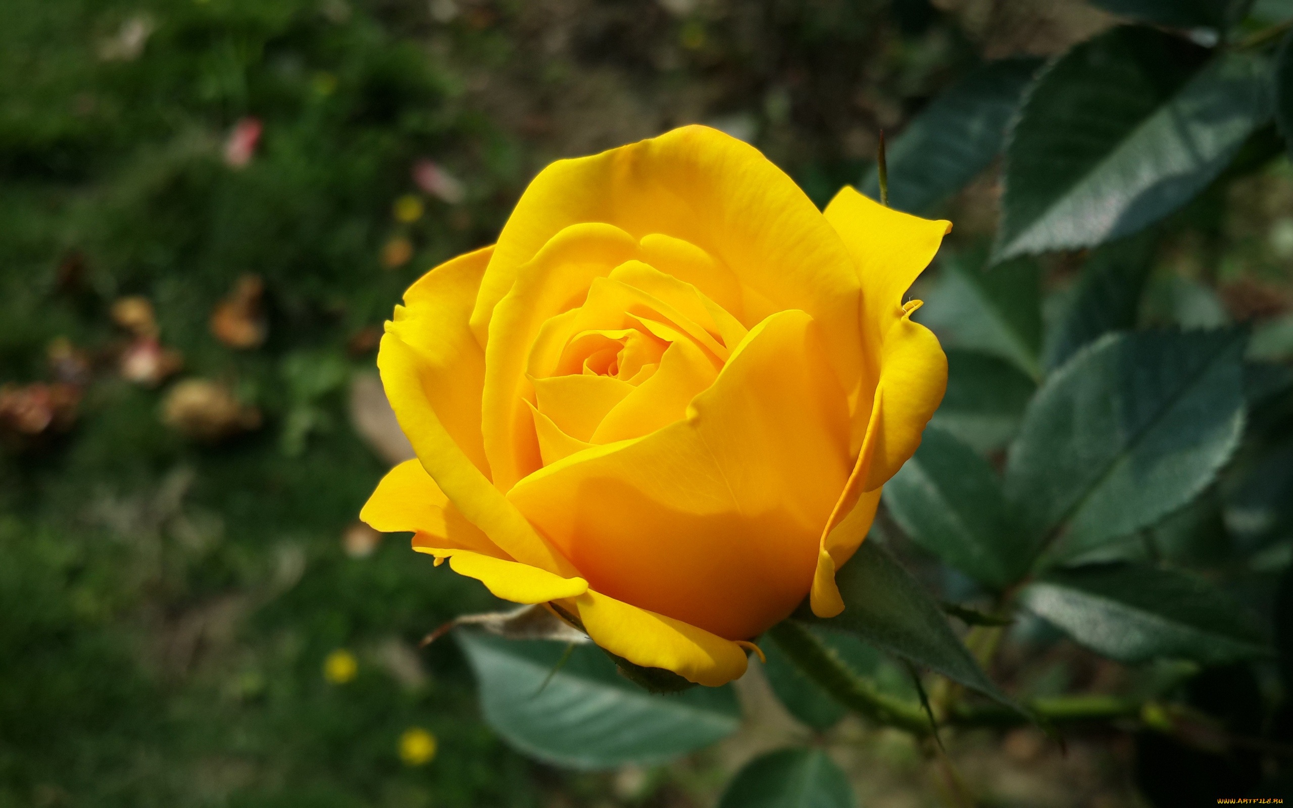 цветы, розы, желтый