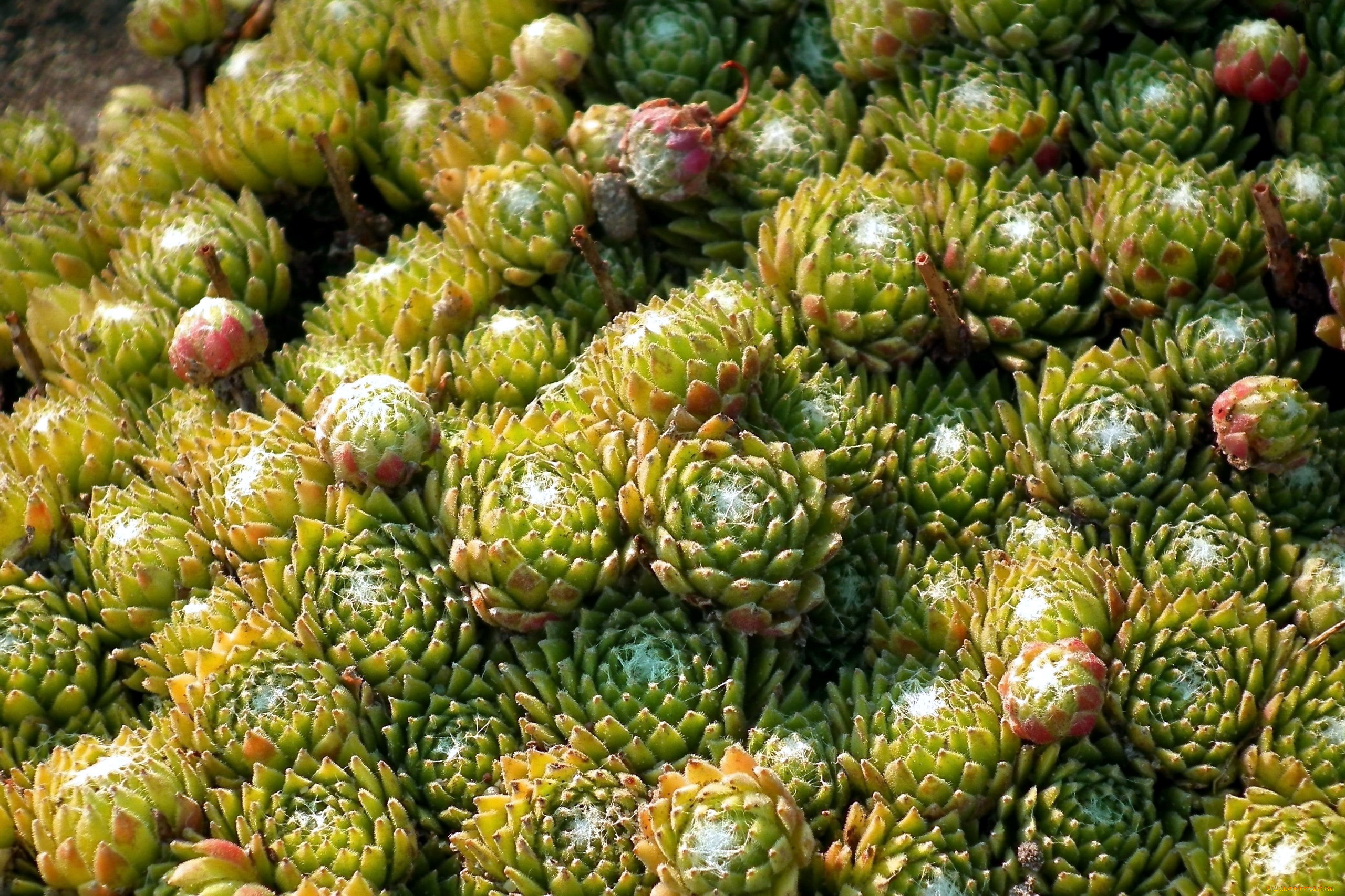 молодило, цветы