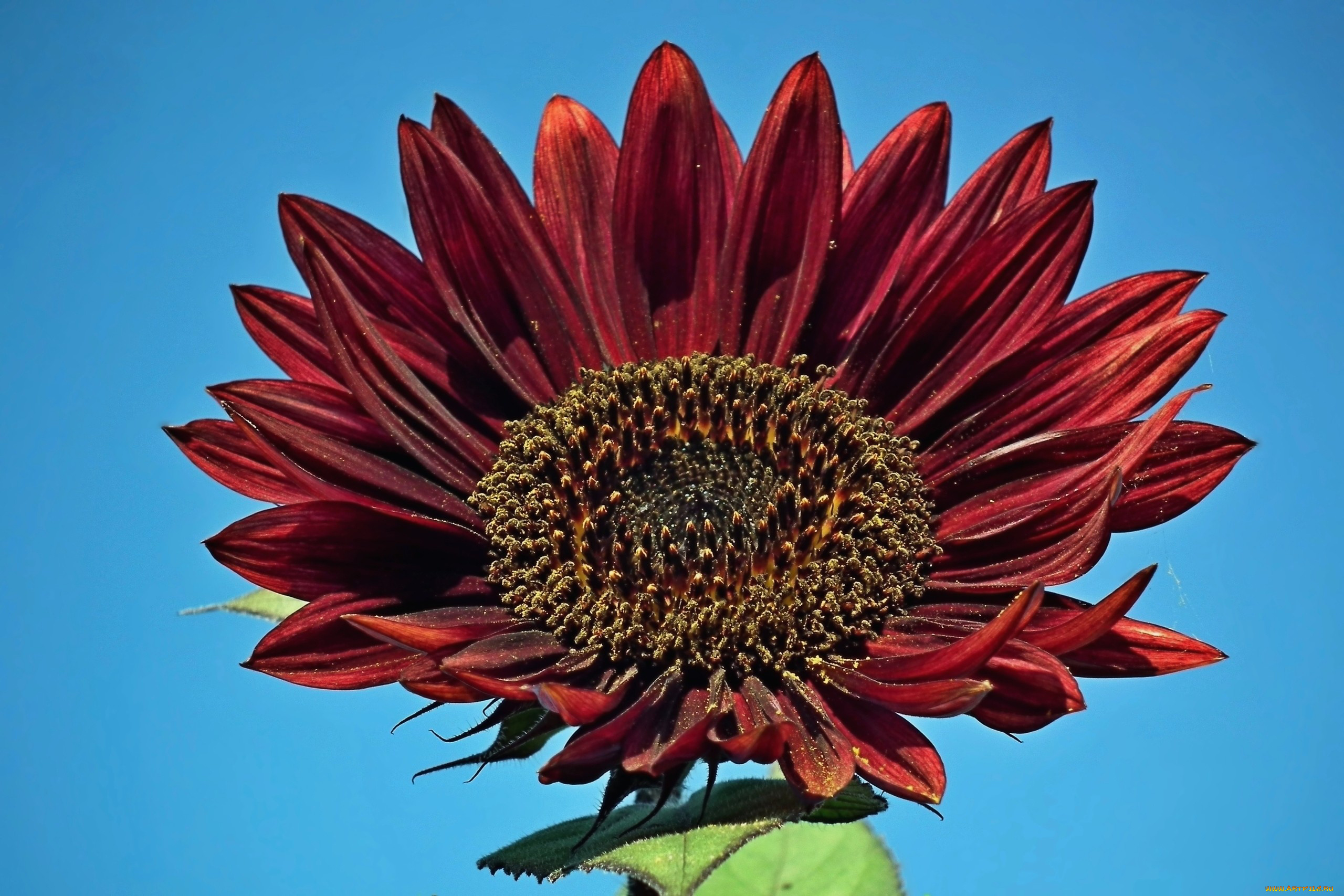 цветы, подсолнухи, макро